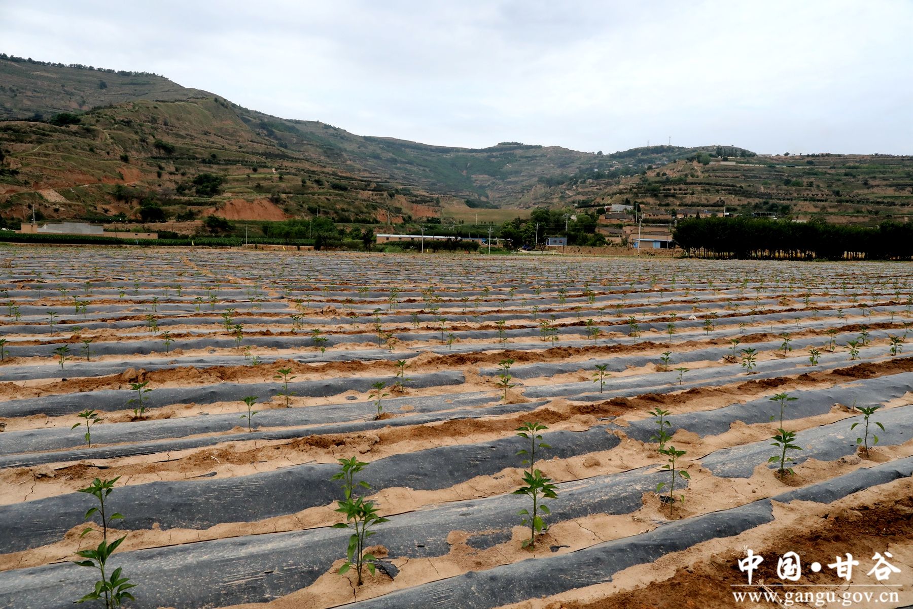 微信图片_20240614073315