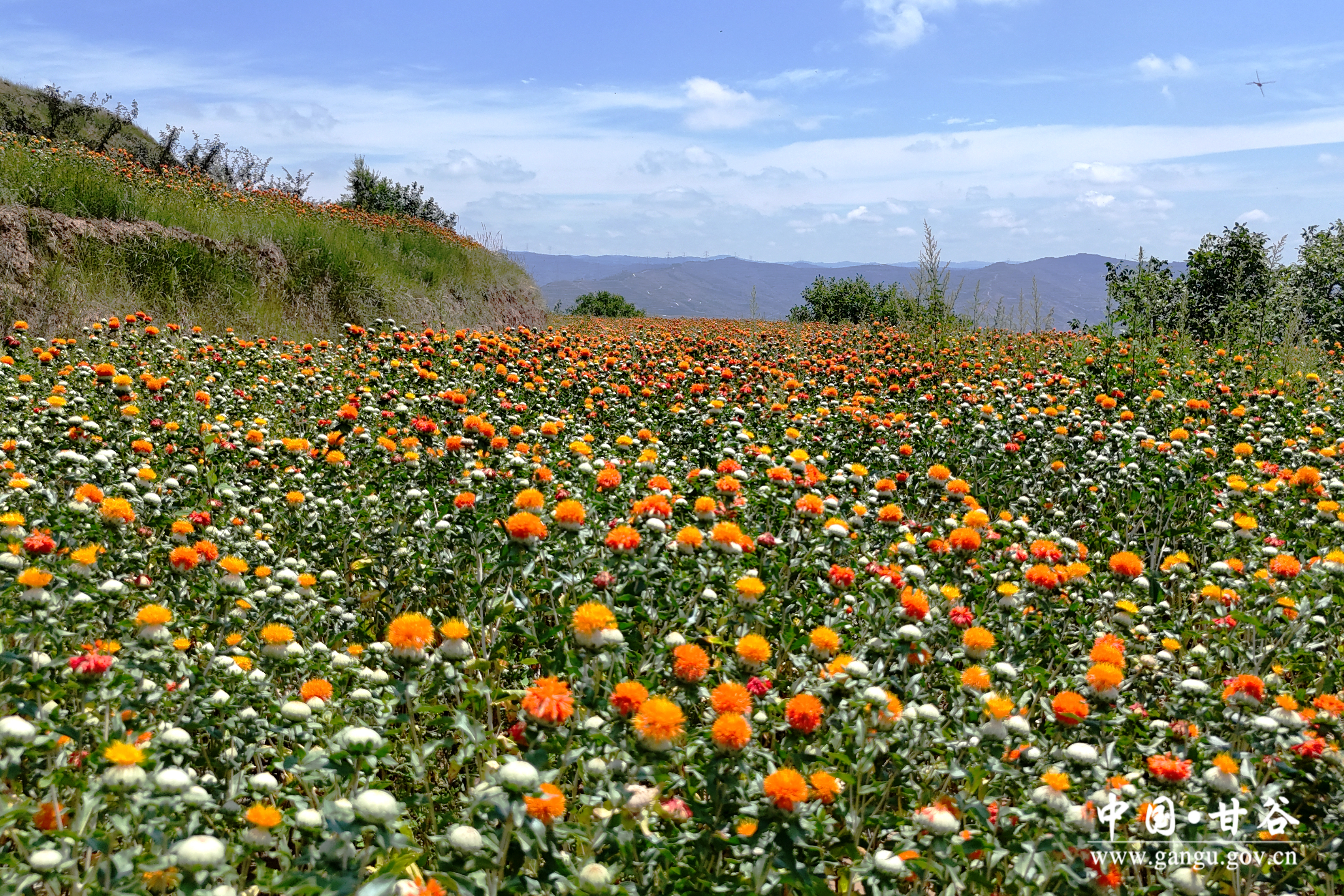 1721699562538066895.jpg 1721699562538066895.jpg