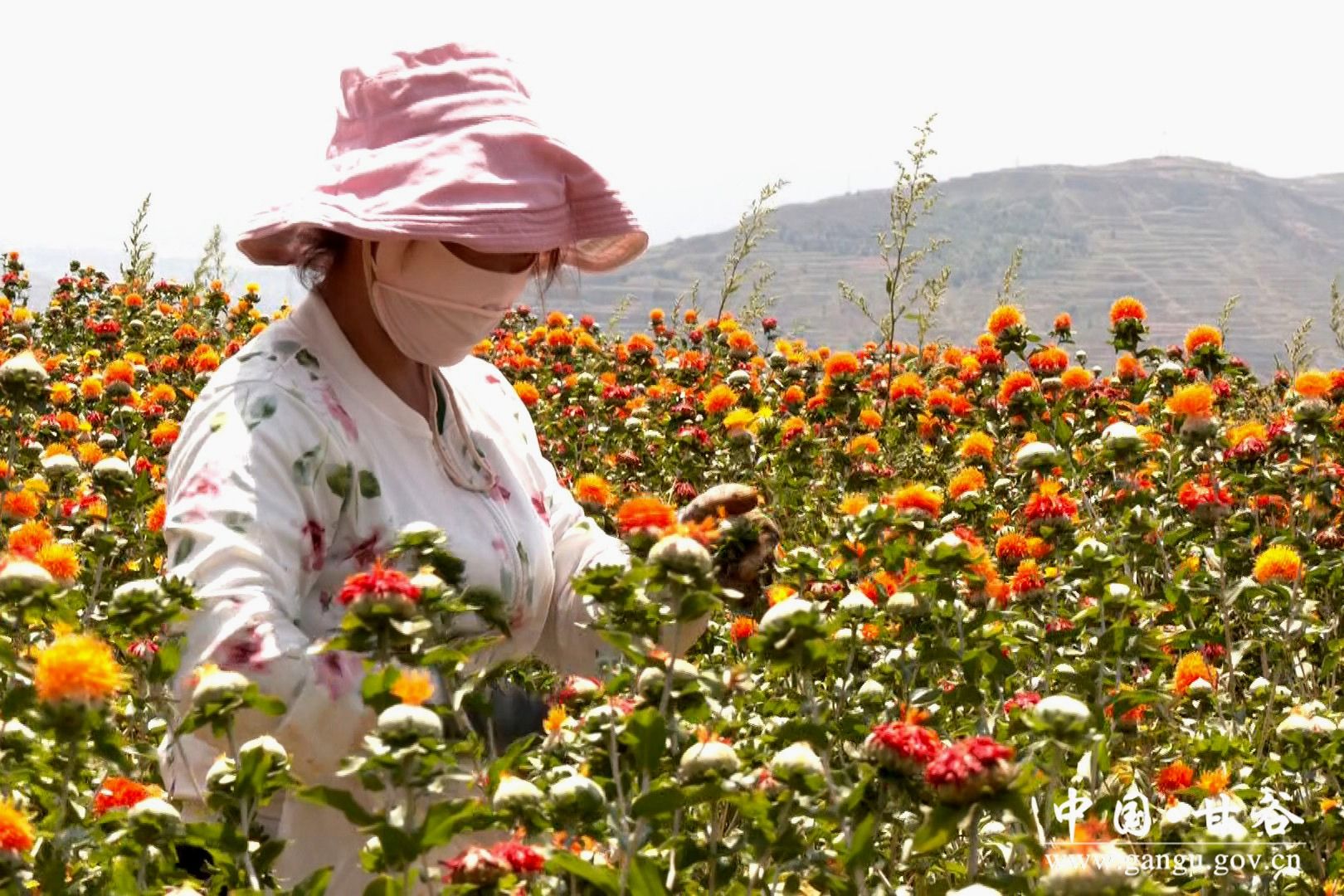 1721699700959061862.jpg 1721699700959061862.jpg