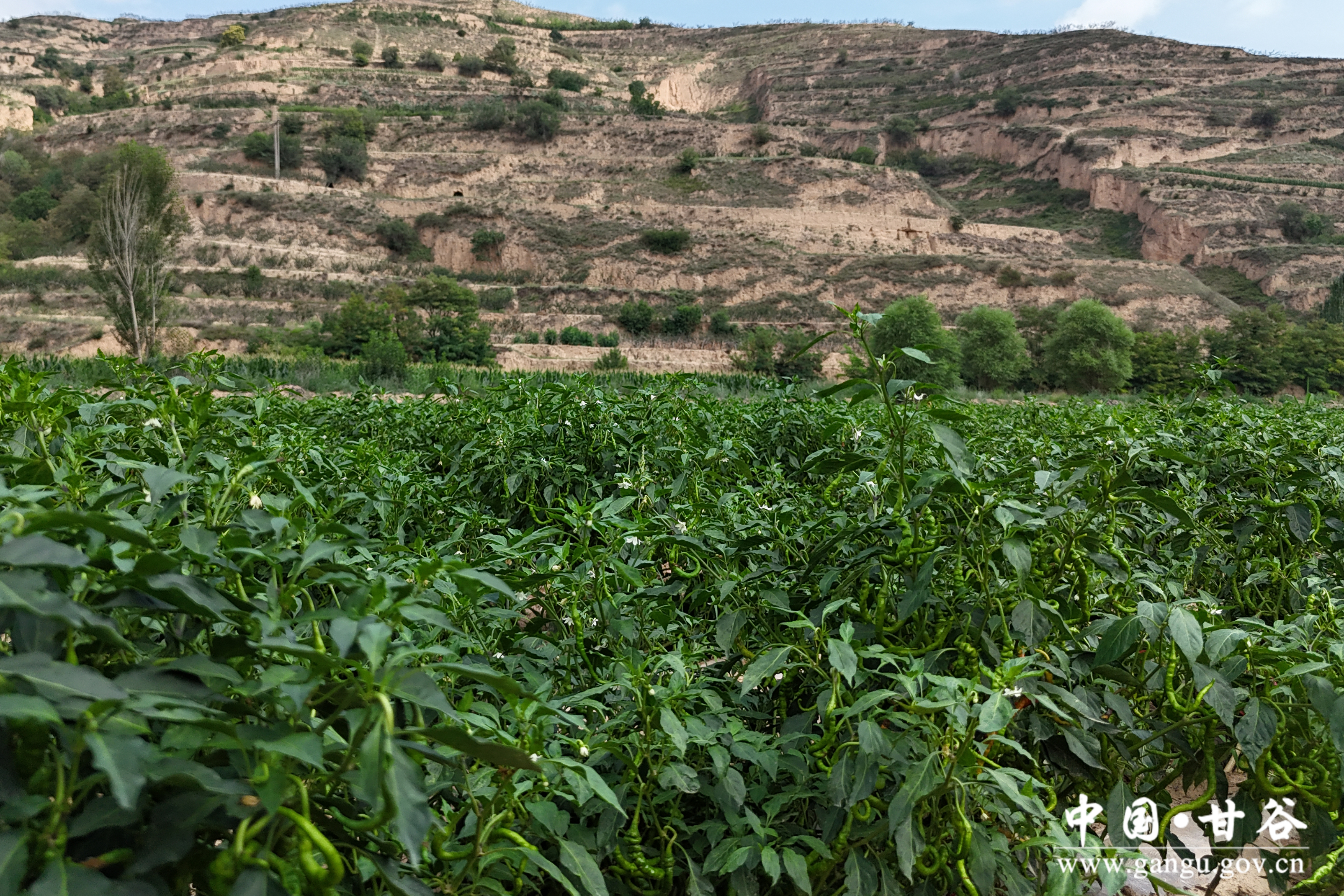 1754534534268046773.jpg 1754534534268046773.jpg