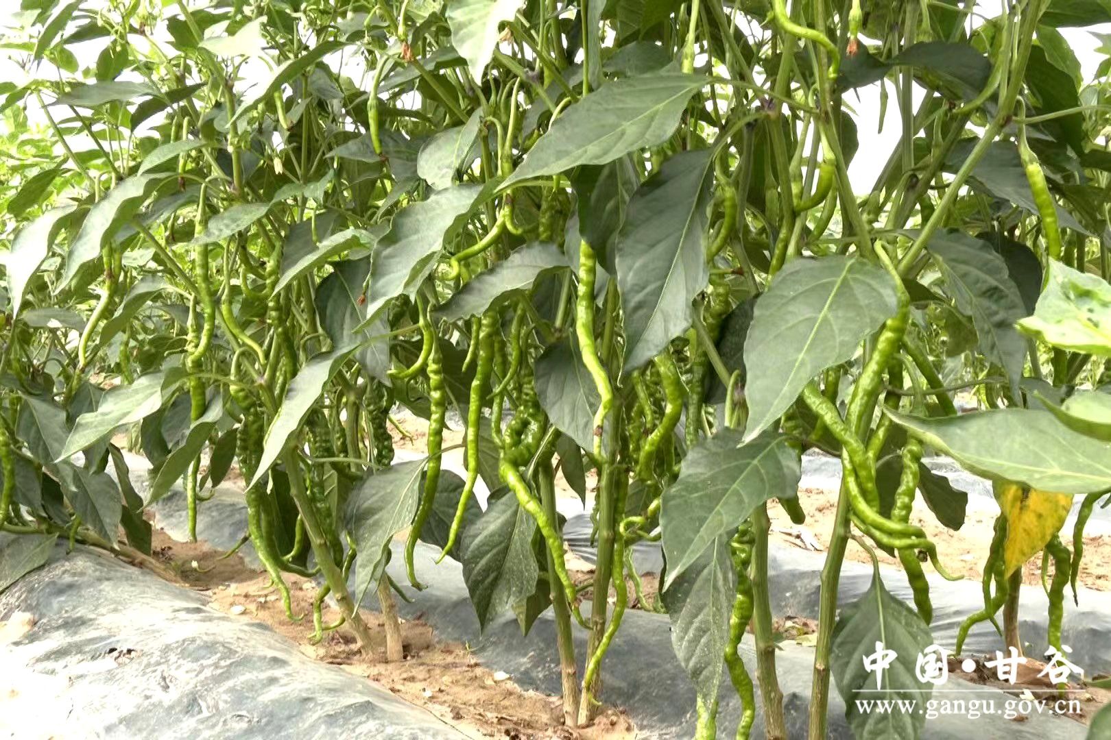 1721698384555085197.jpg 1721698384555085197.jpg