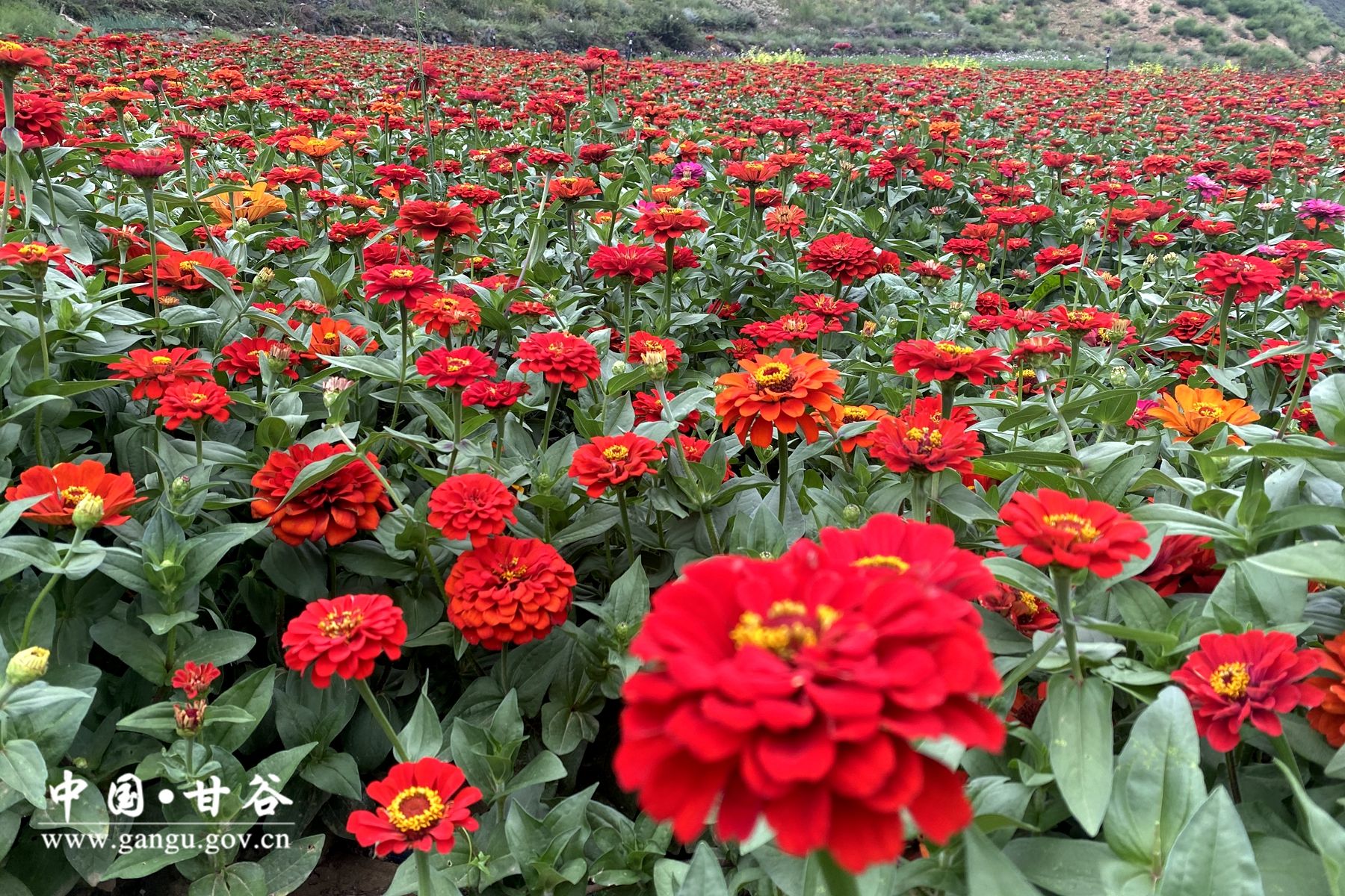 9544f529be3ba07efec042e44be3cd7 9544f529be3ba07efec042e44be3cd7