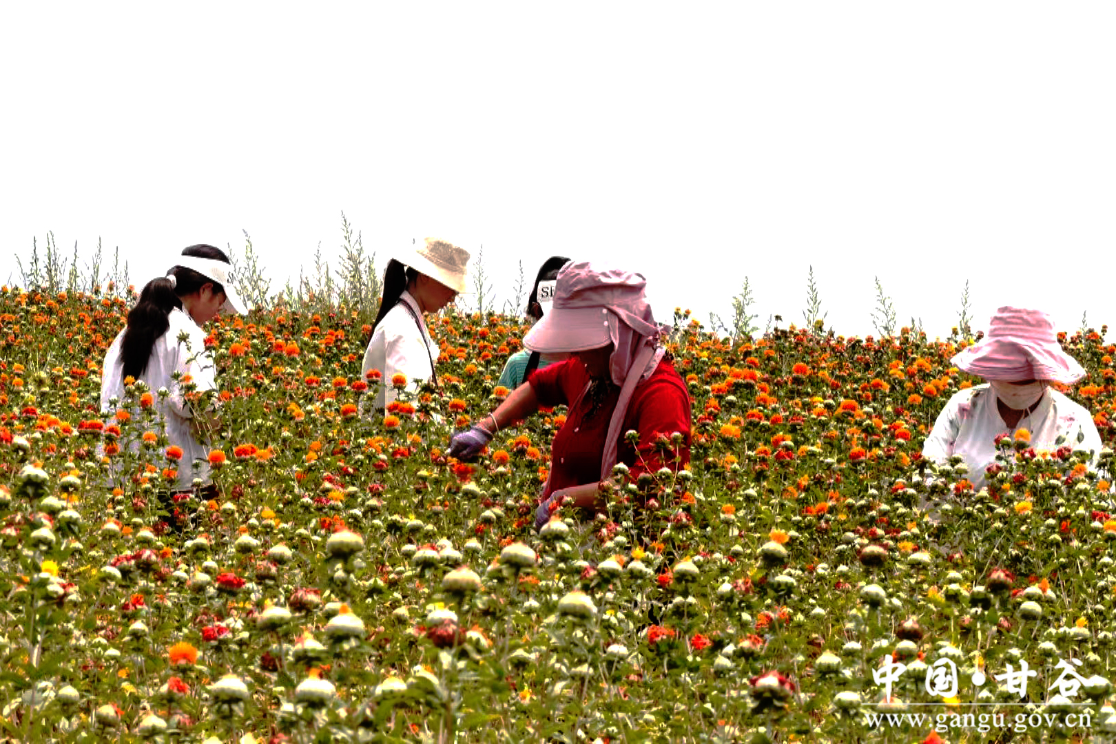 1721697374926053599.jpg 1721697374926053599.jpg