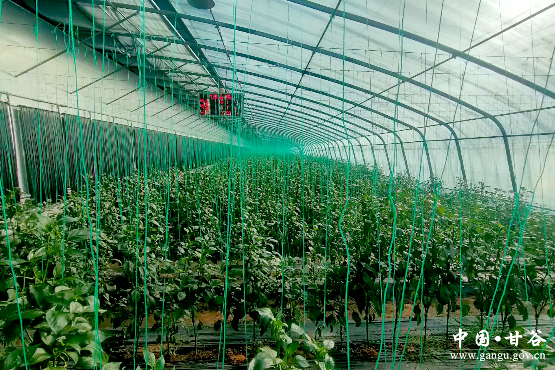 1736743858496068970.jpg 1736743858496068970.jpg