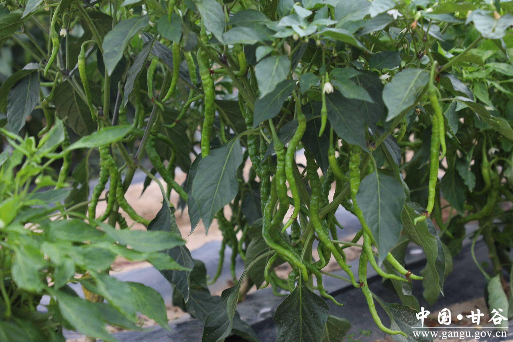 926A3045_副本 926A3045_副本