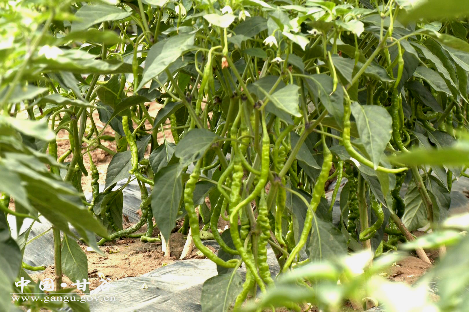 1721700474812013619.png 1721700474812013619.png