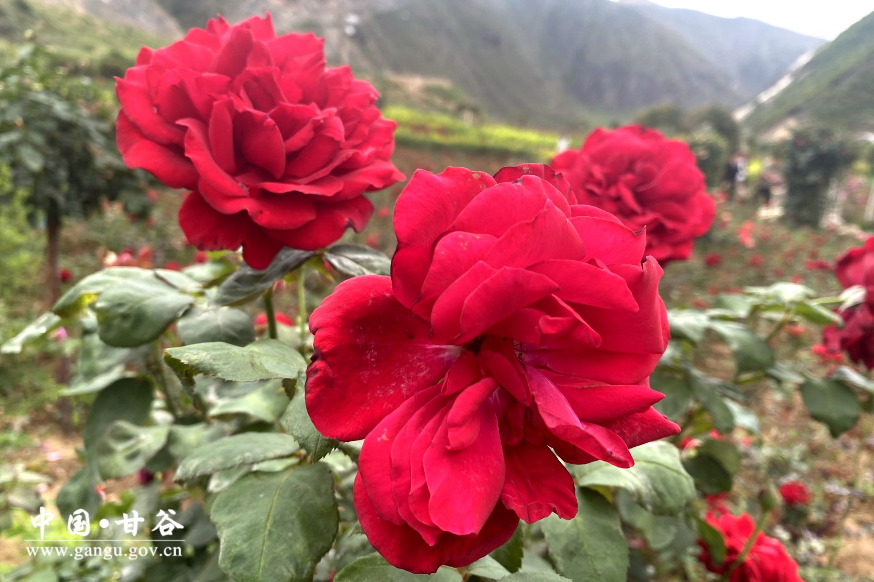 52f5ba98ada9bc7148a95943c7a3ea2 52f5ba98ada9bc7148a95943c7a3ea2