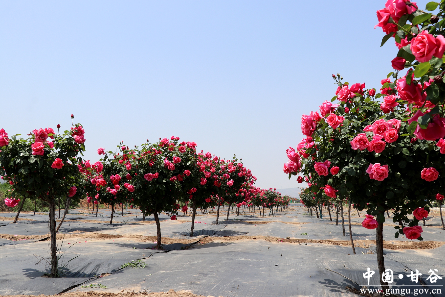 IMG_7921_副本 IMG_7921_副本