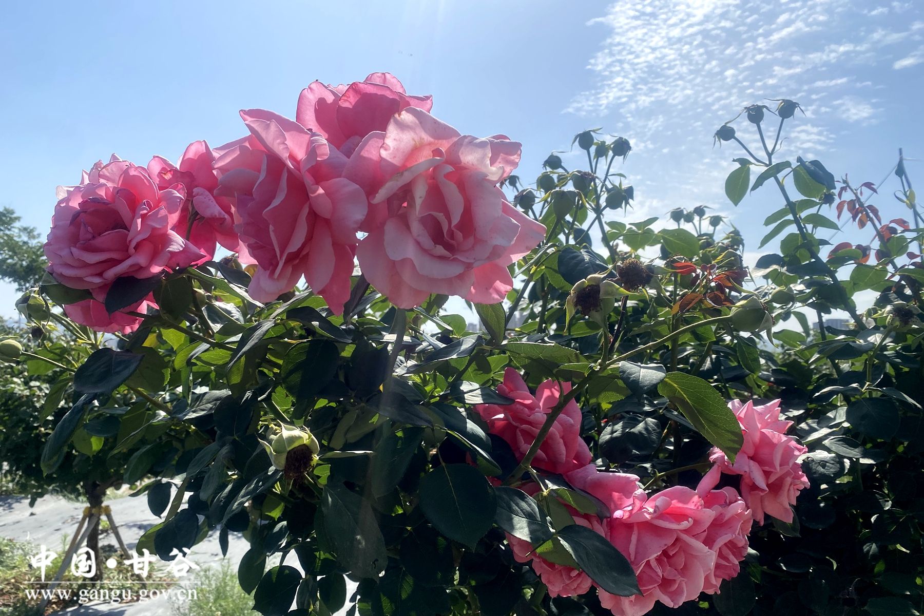 48609ab81778618ed4d325bd16bcf72_副本 48609ab81778618ed4d325bd16bcf72_副本