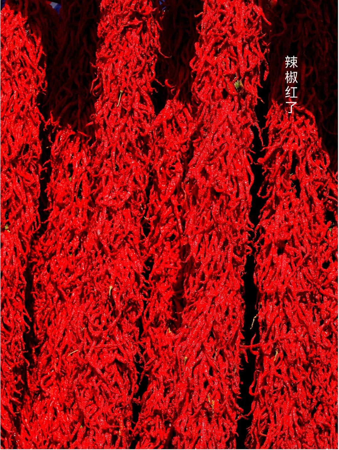 程新芳 (11).jpg 程新芳 (11).jpg