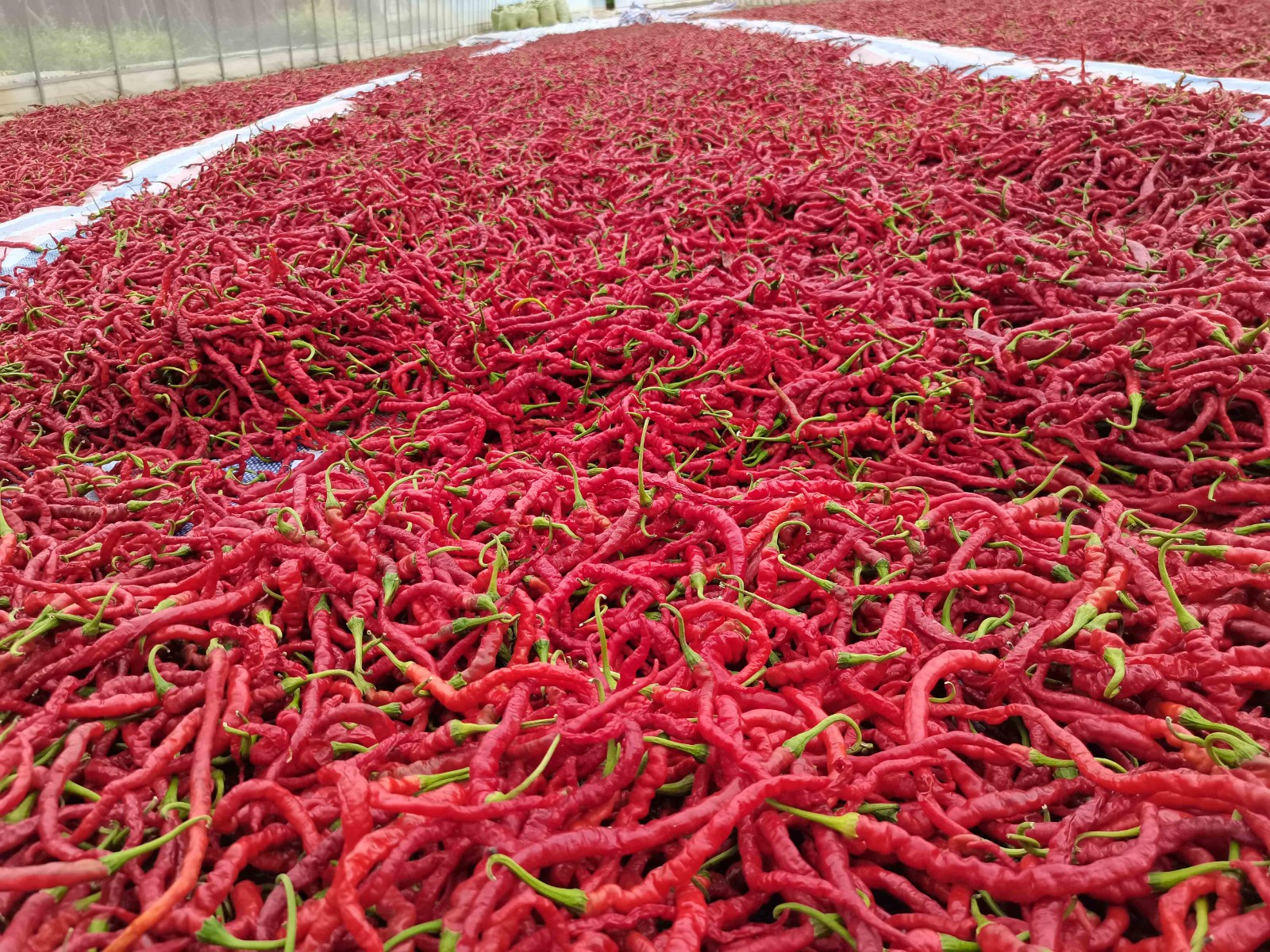 程新芳 (1) 程新芳 (1)