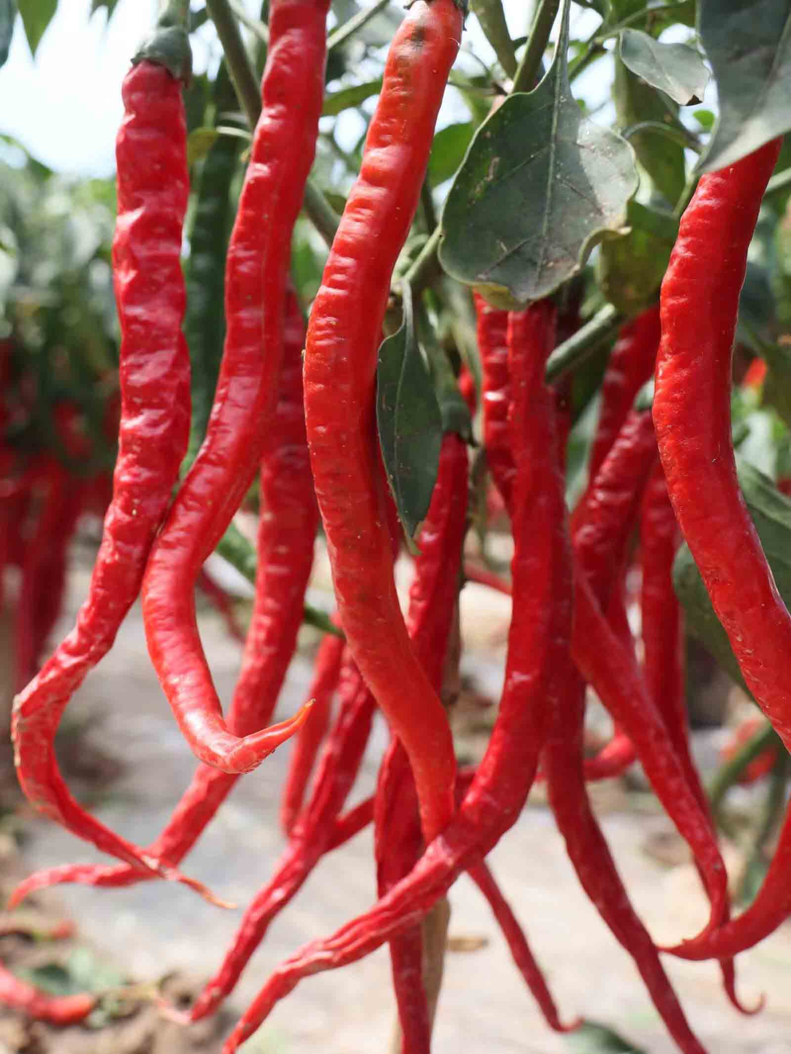 程新芳 (21) 程新芳 (21)