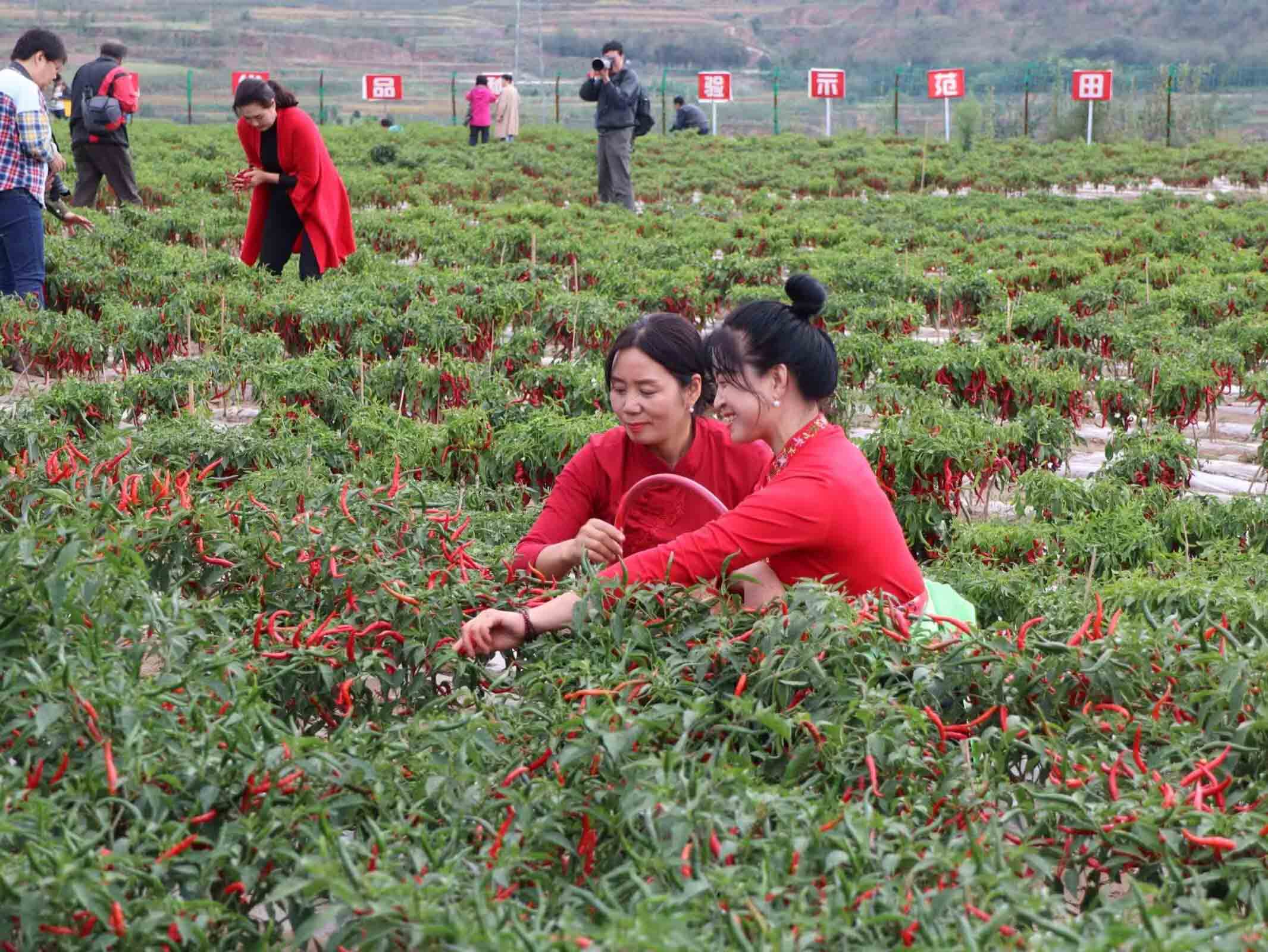 程新芳 (17) 程新芳 (17)