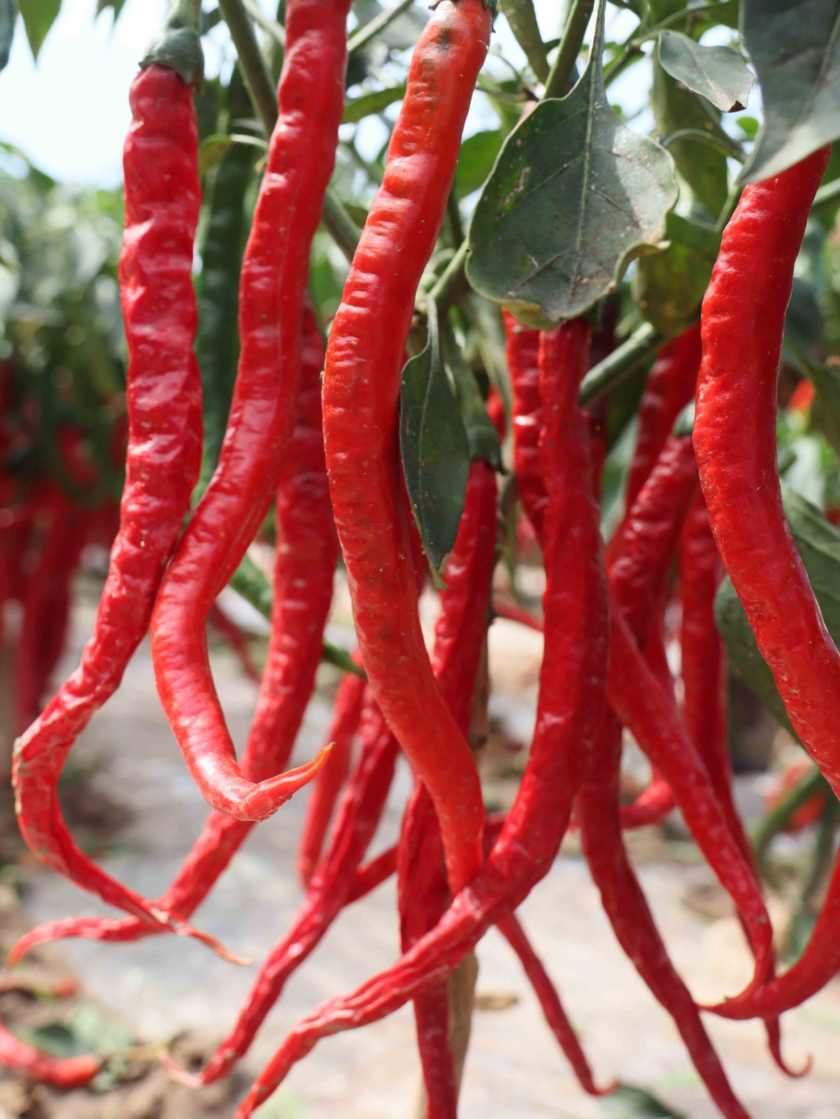 程新芳 (13) 程新芳 (13)