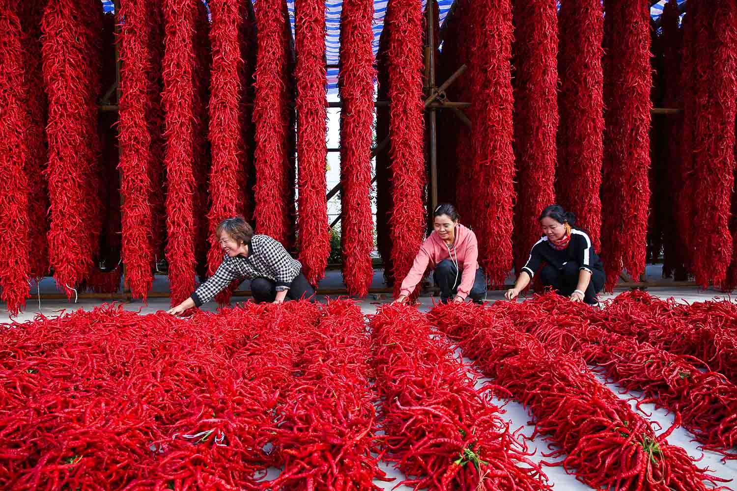 程新芳 (5) 程新芳 (5)