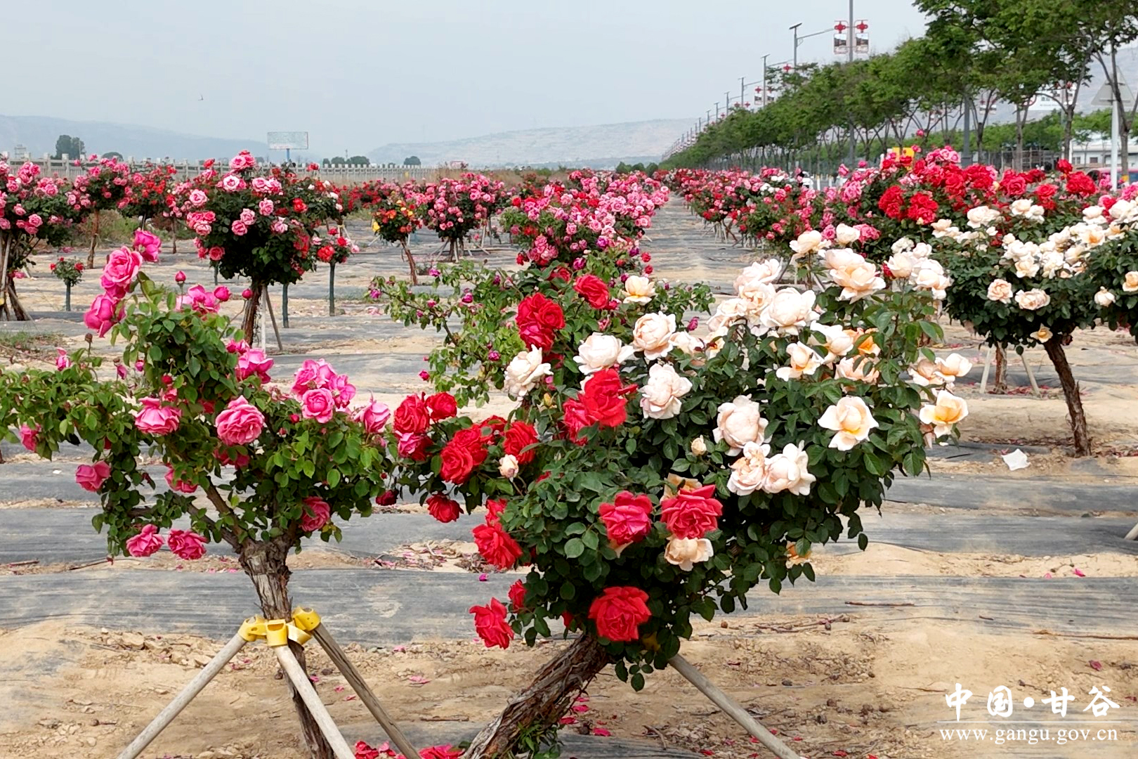 1747642336250095444.jpg 1747642336250095444.jpg