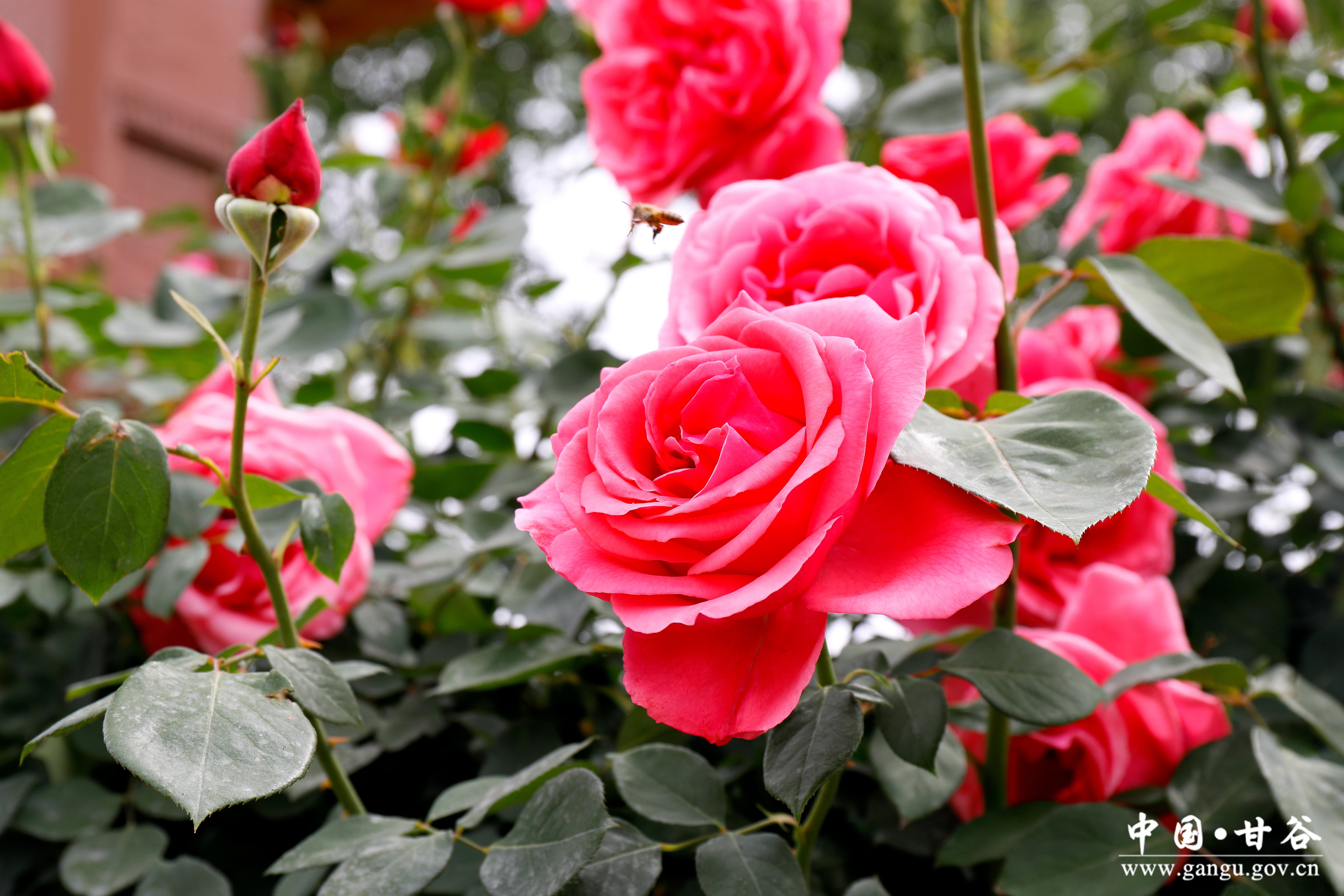 1747641765689039256.jpg 1747641765689039256.jpg