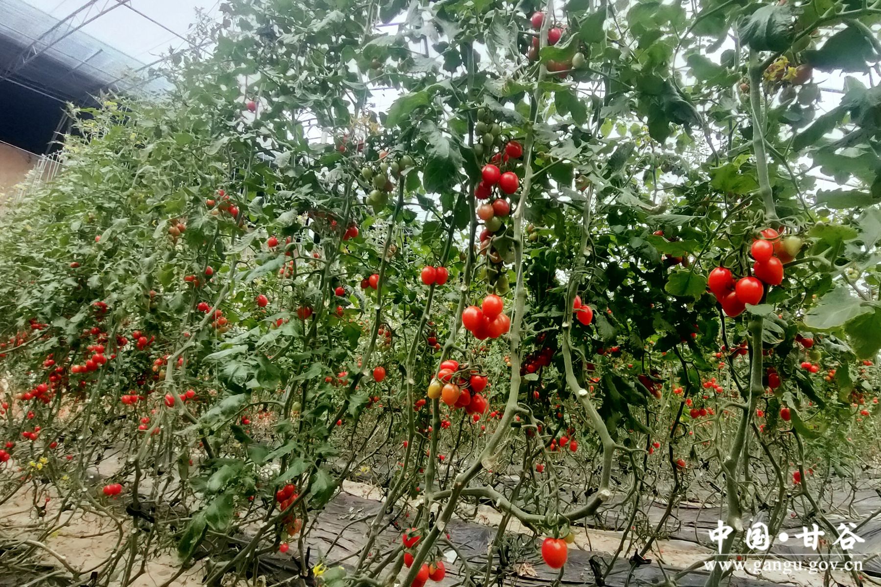 微信图片_20240305100626 微信图片_20240305100626