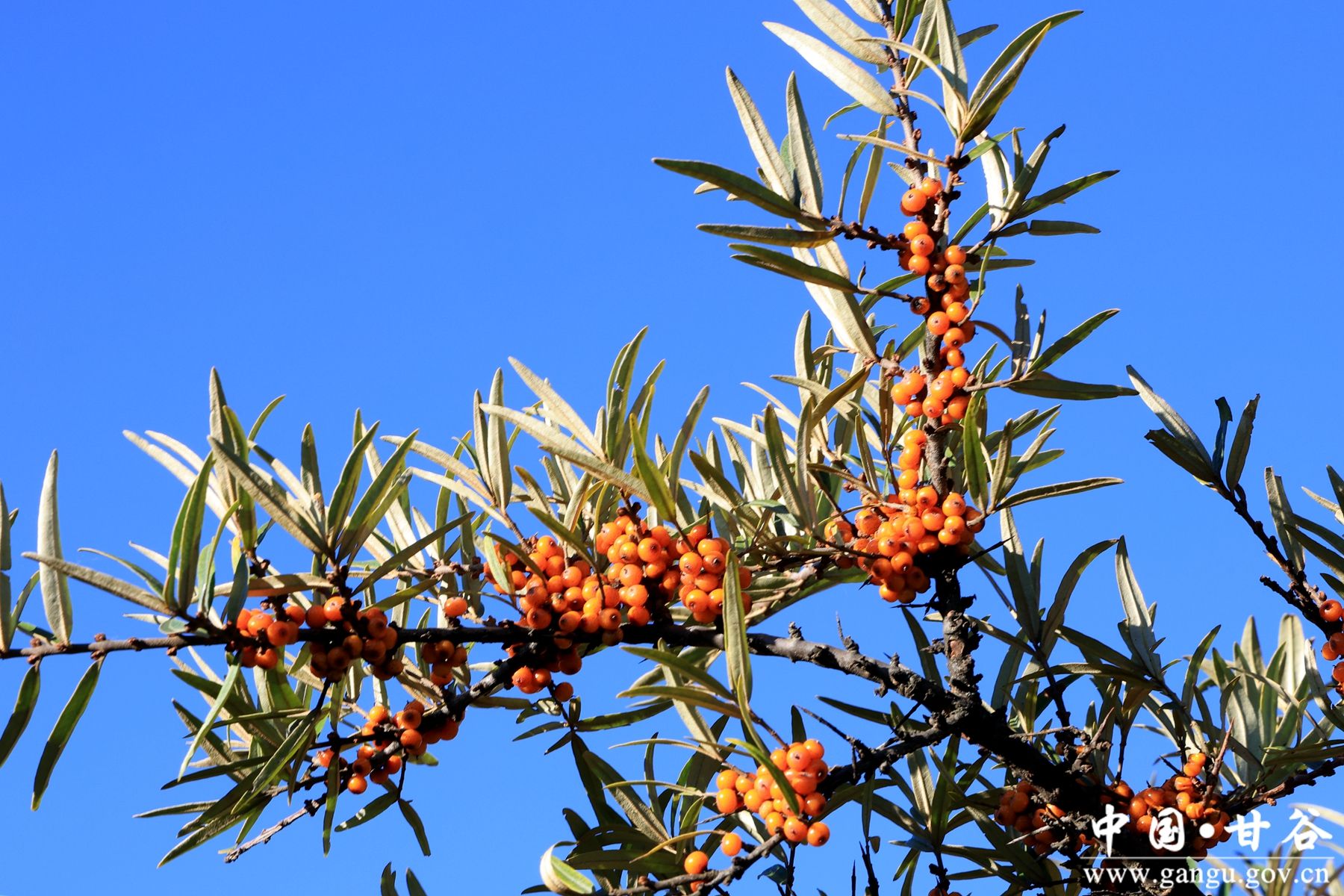 B50A1477_副本 B50A1477_副本