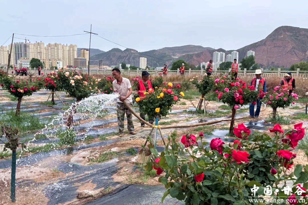 1747642538245069646.jpg 640_副本.jpg