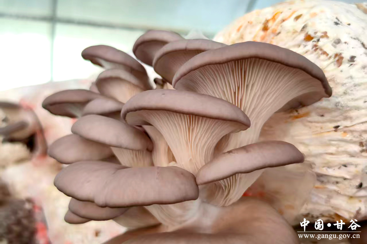 1760408746251017941.jpg 1760408746251017941.jpg