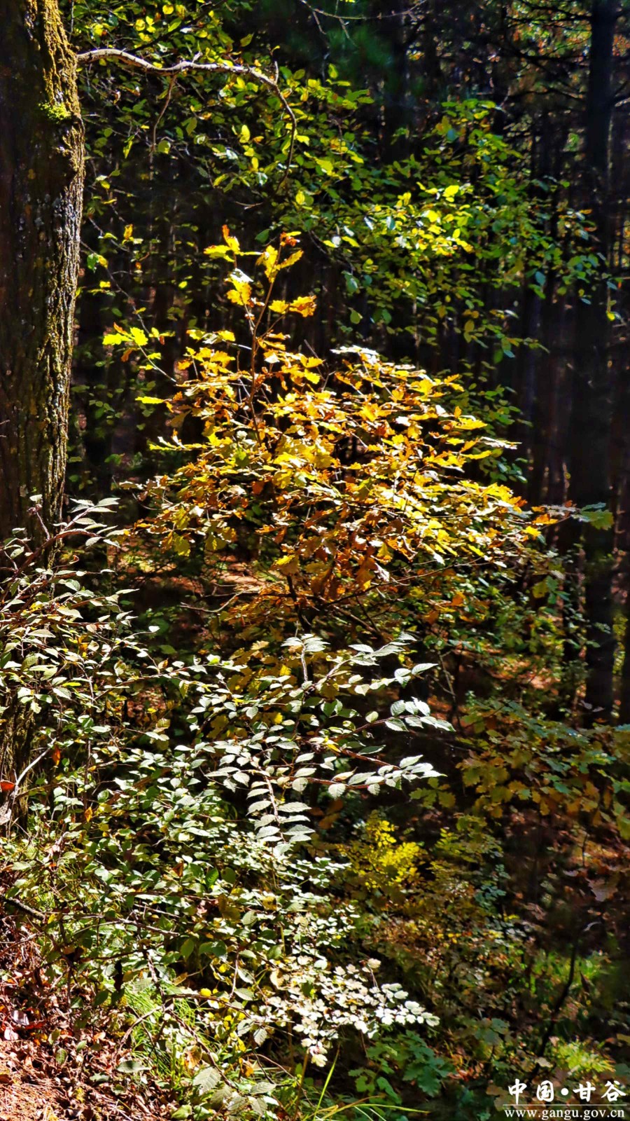 谢有胜 (18) 谢有胜 (18)