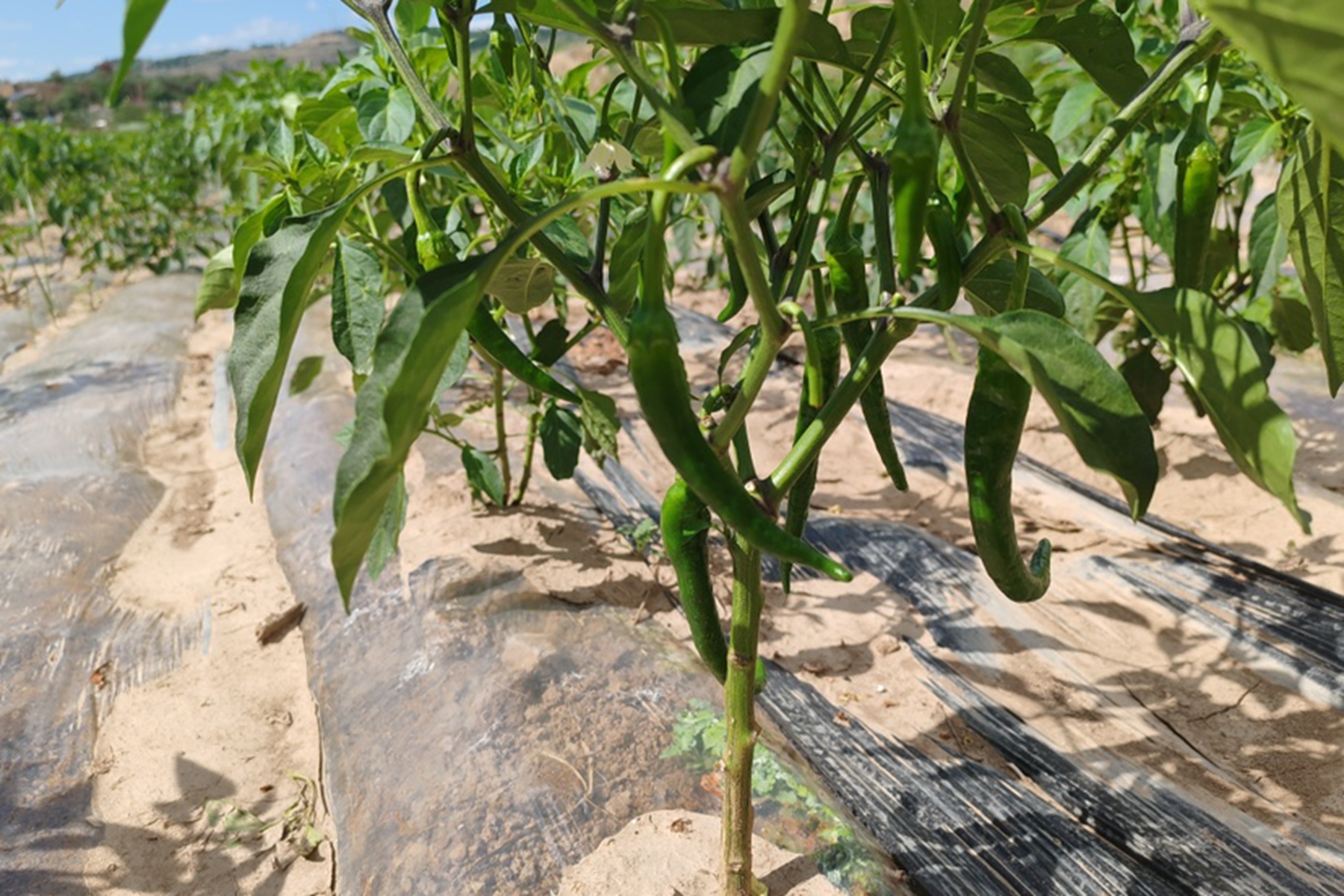 c5da7dfa950e4fd9bb4fe88f0d58d0b1 c5da7dfa950e4fd9bb4fe88f0d58d0b1