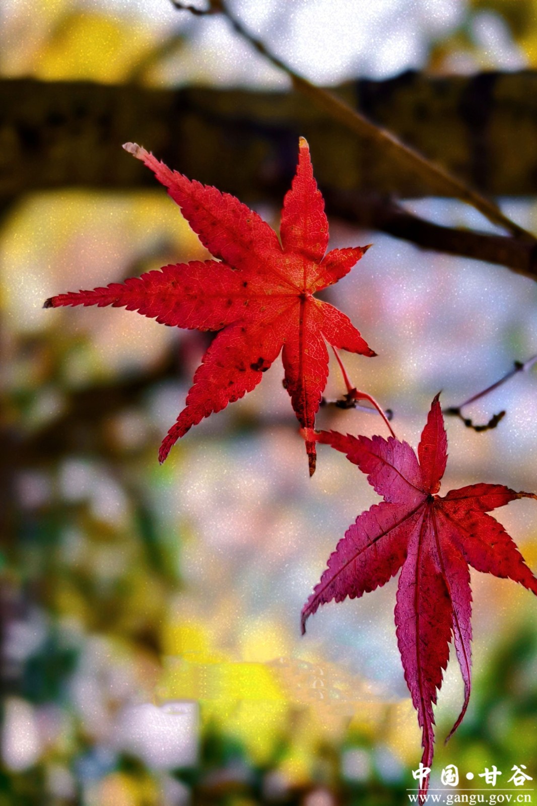 蒋爱萍 (5) 蒋爱萍 (5)