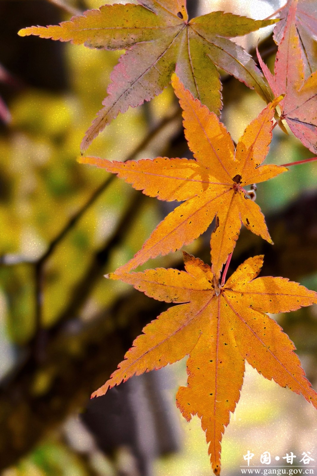 蒋爱萍 (4) 蒋爱萍 (4)