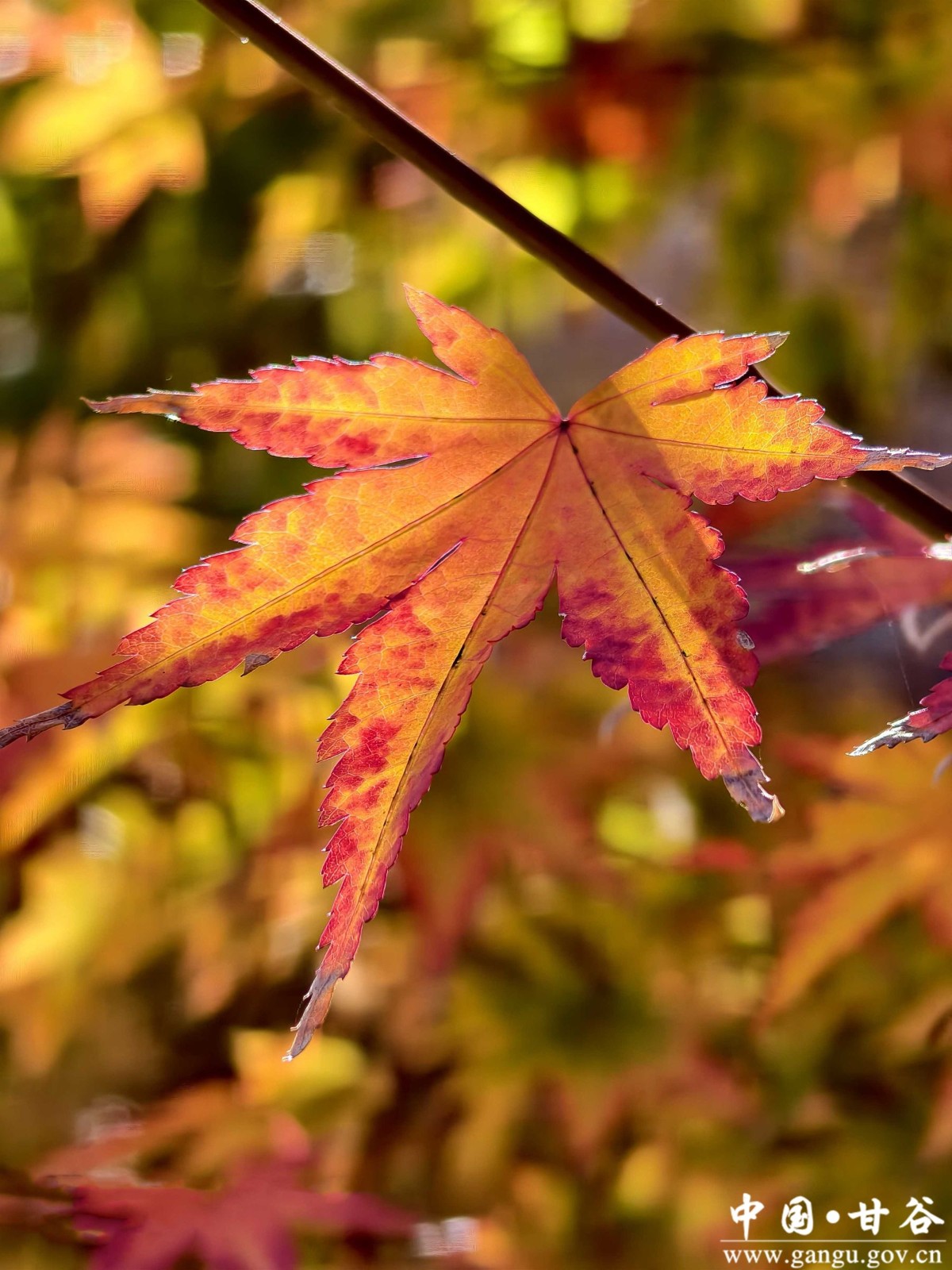 蒋爱萍 (7) 蒋爱萍 (7)