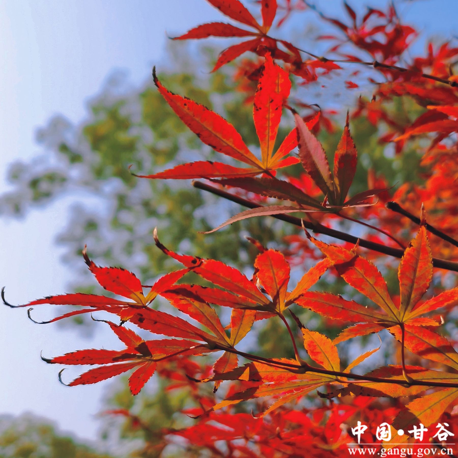 蒋爱萍 (3) 蒋爱萍 (3)