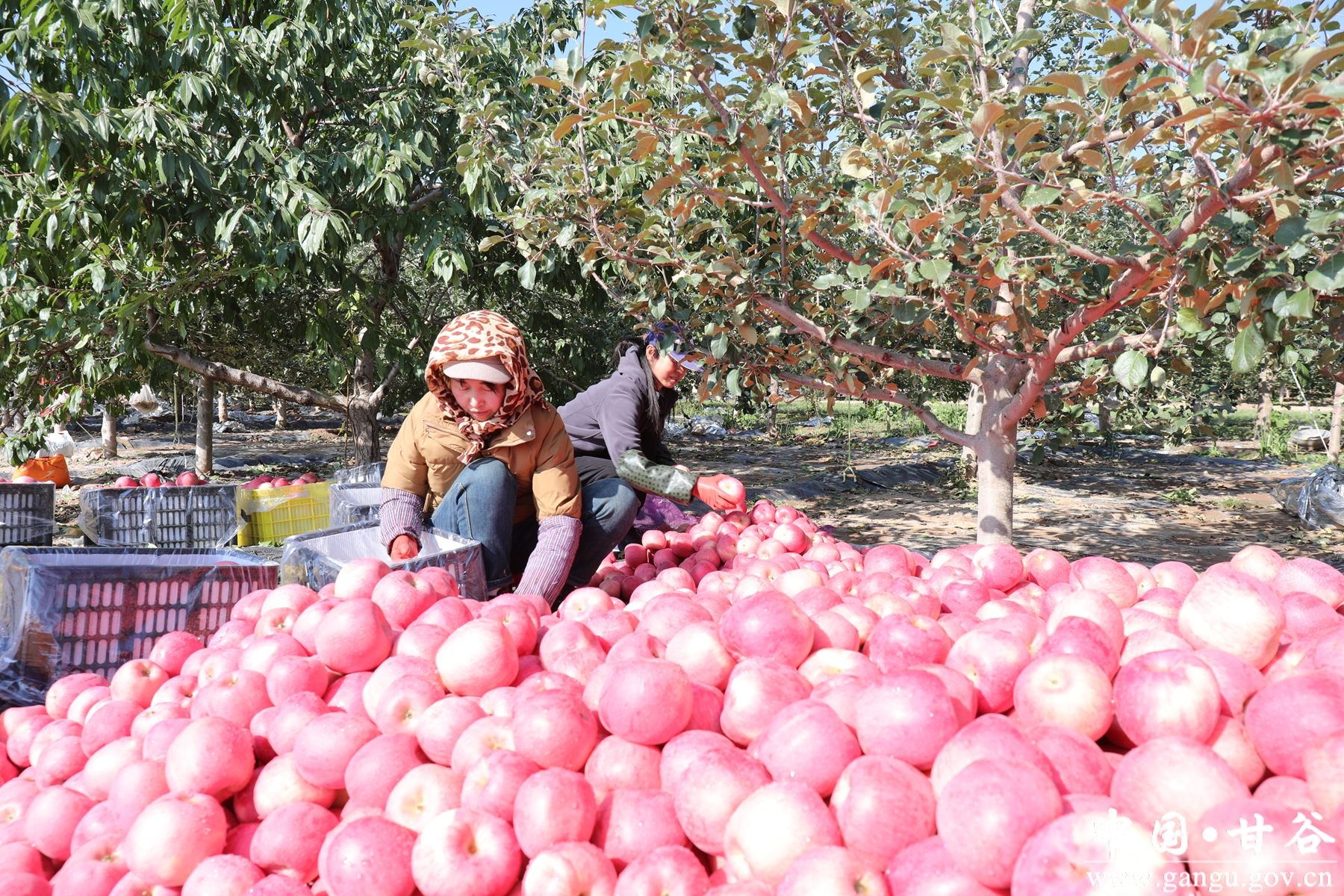 微信图片_20241030160452_副本 微信图片_20241030160452_副本