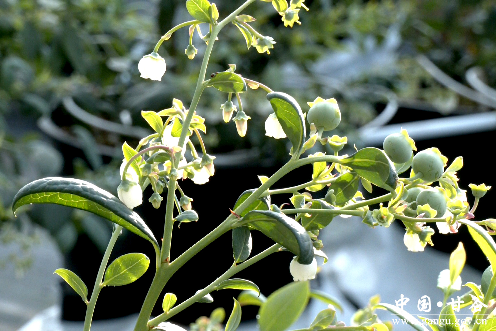 1737365457316024500.jpg 1737365457316024500.jpg