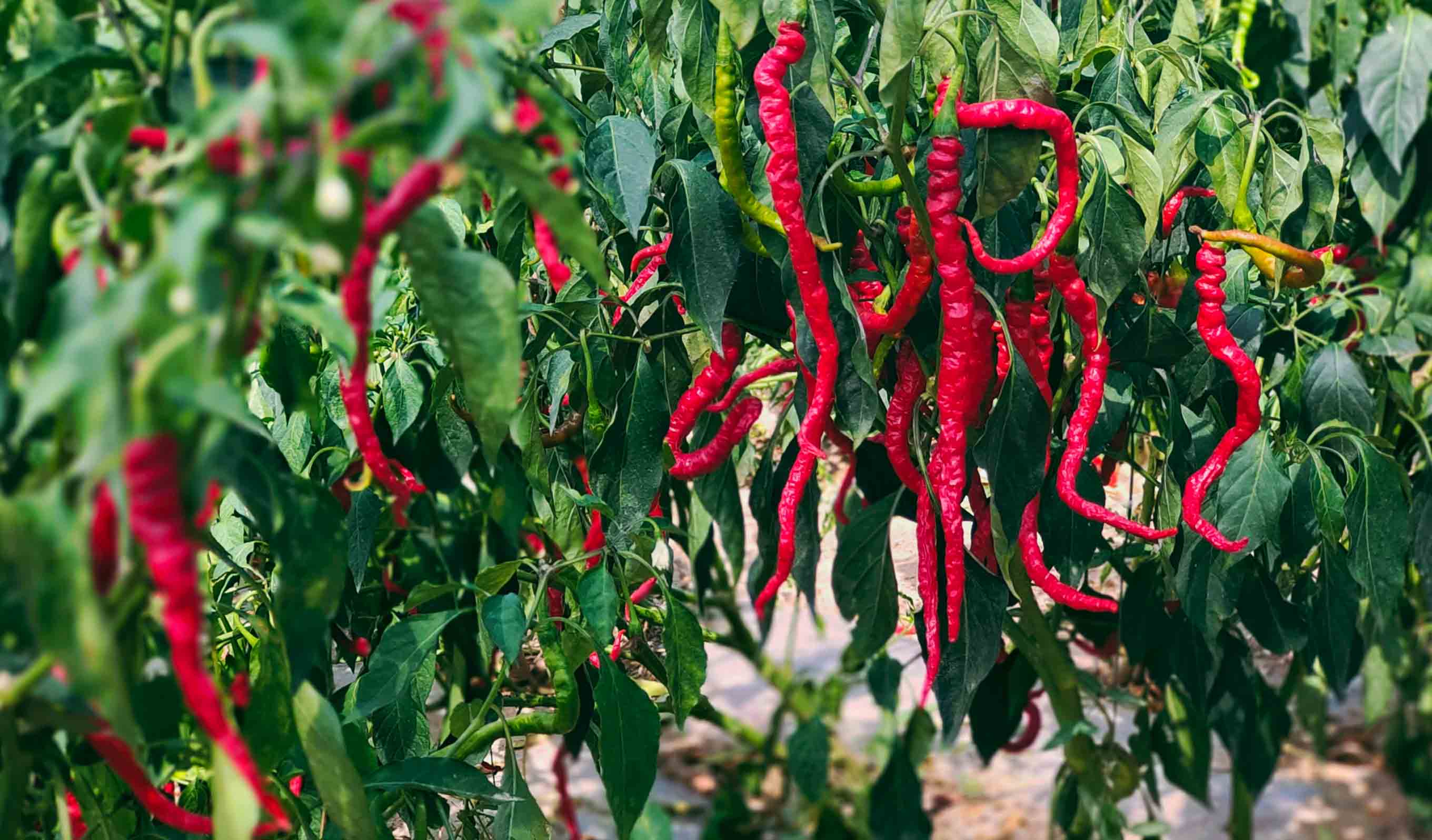 刘全义摄 (6) 刘全义摄 (6)