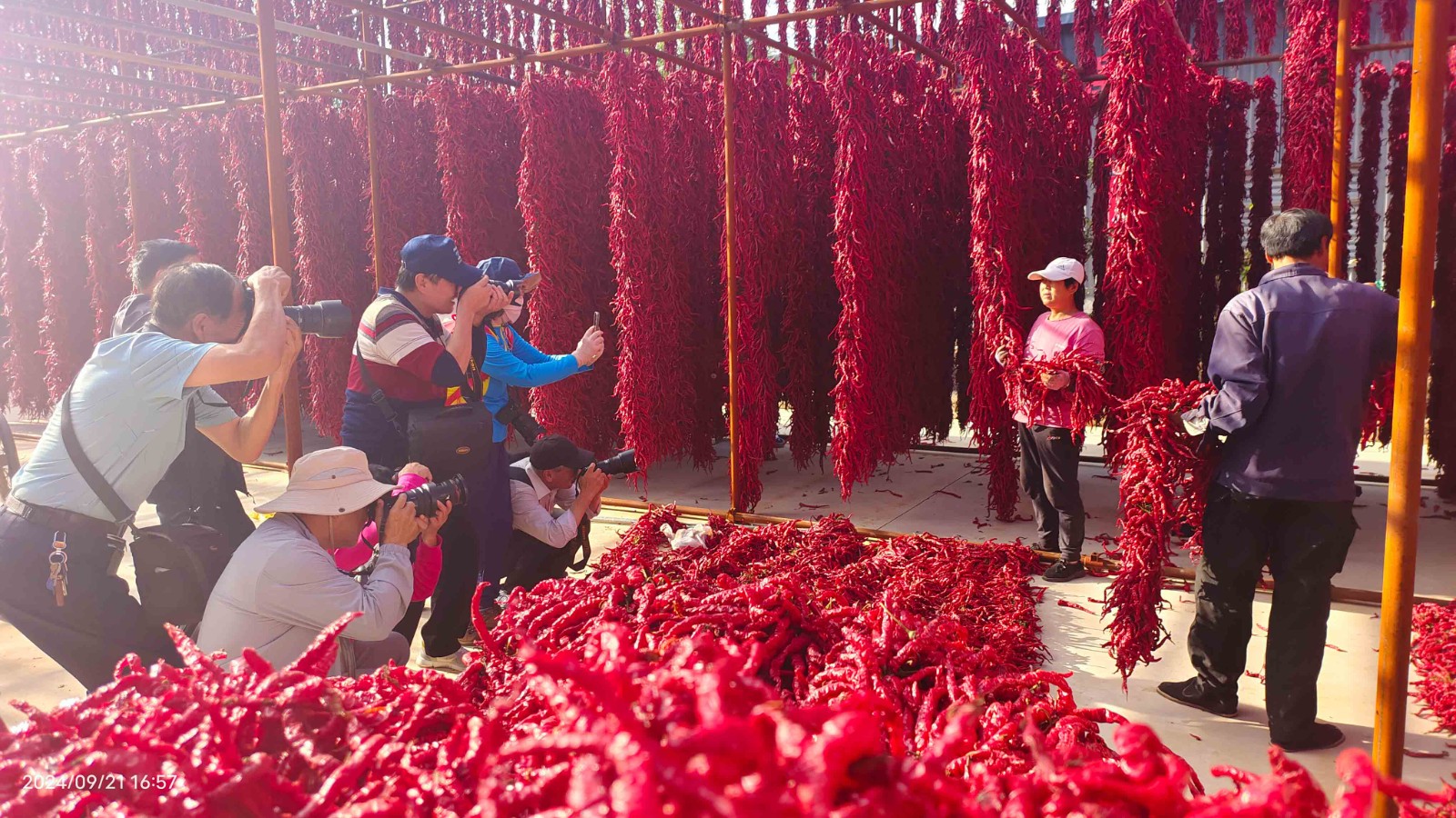 刘全义摄 (17) 刘全义摄 (17)