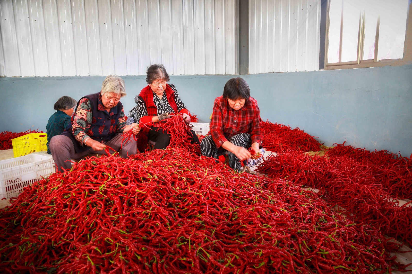 刘全义摄 (8) 刘全义摄 (8)