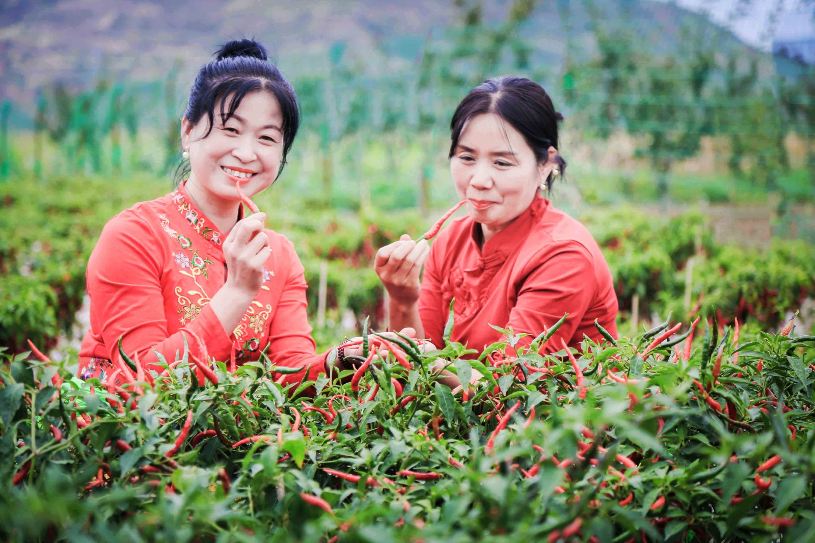 刘全义摄 (5) 刘全义摄 (5)