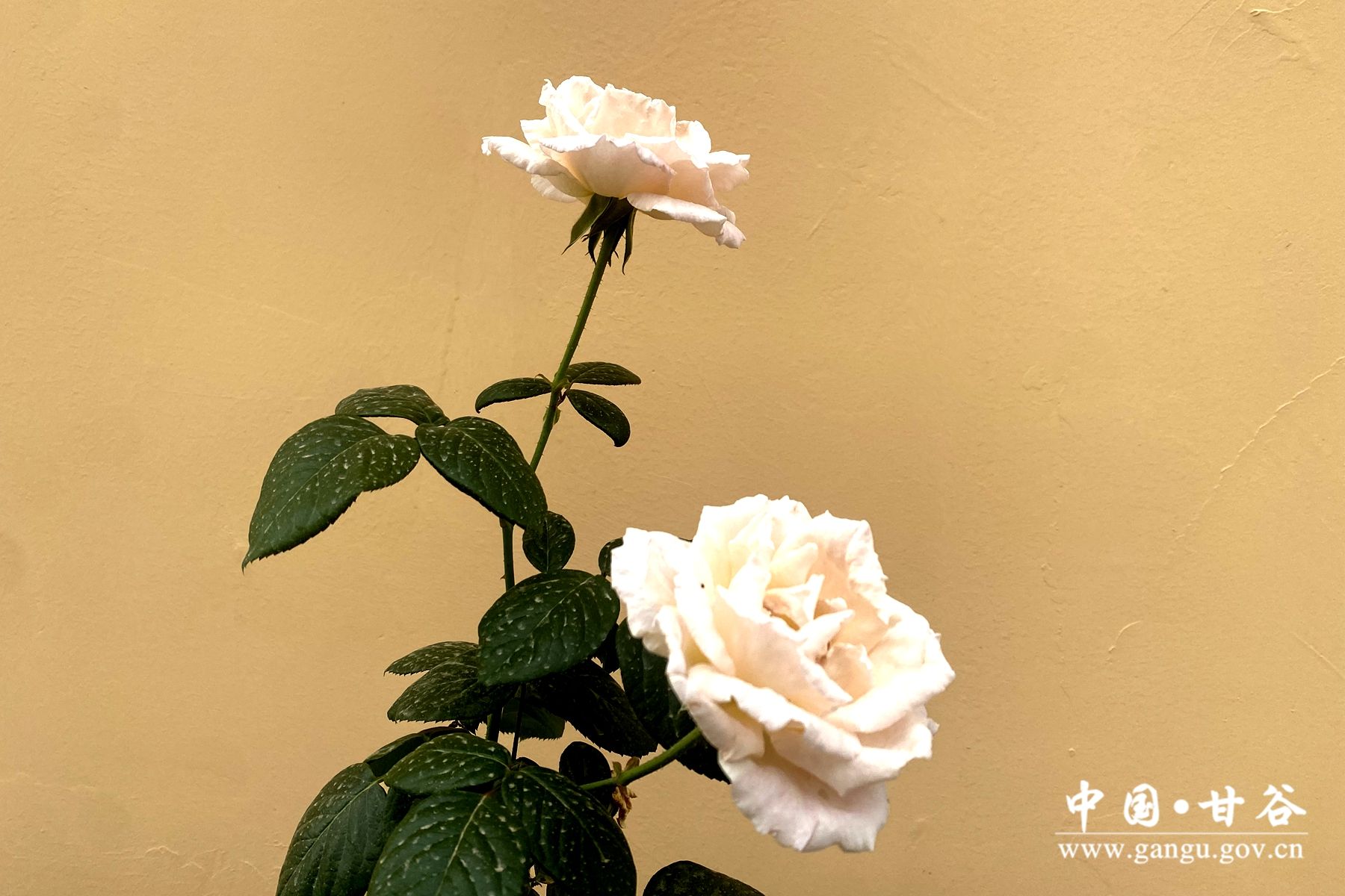 cb7ee210ee59dea998075468eadaf37 cb7ee210ee59dea998075468eadaf37