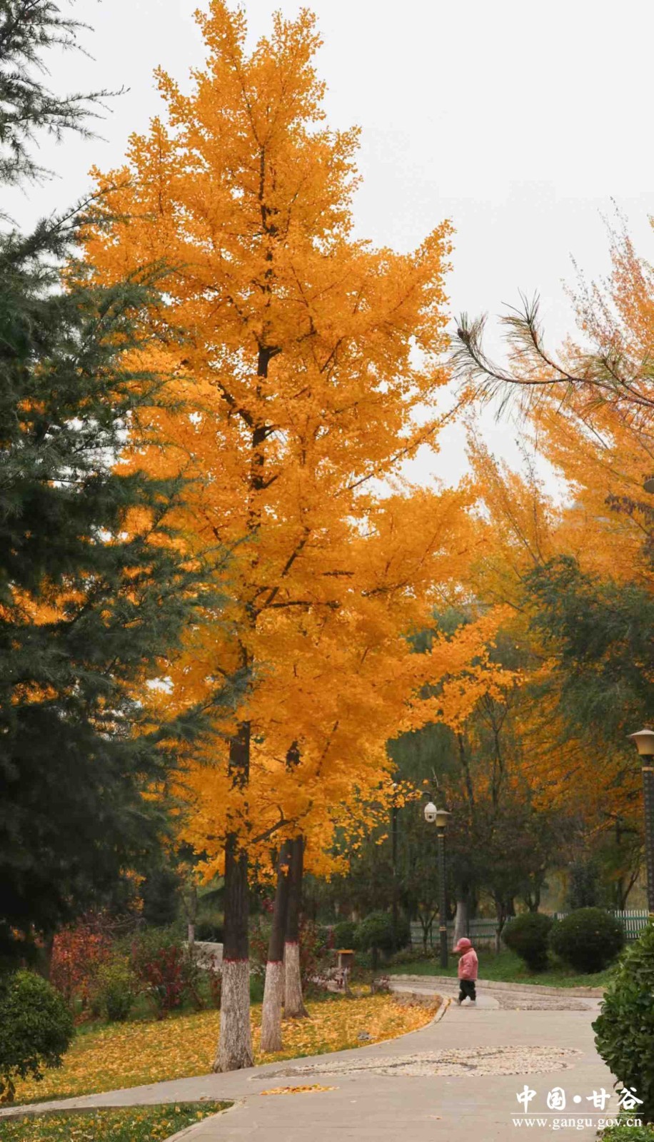 微信图片_20241113233645