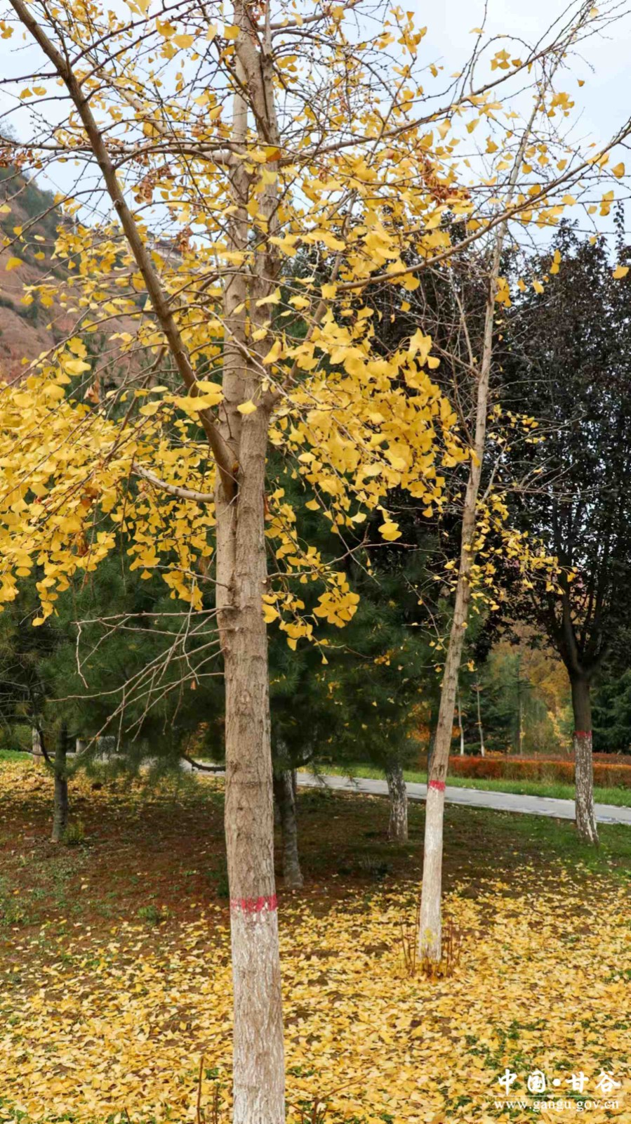 微信图片_20241113233657