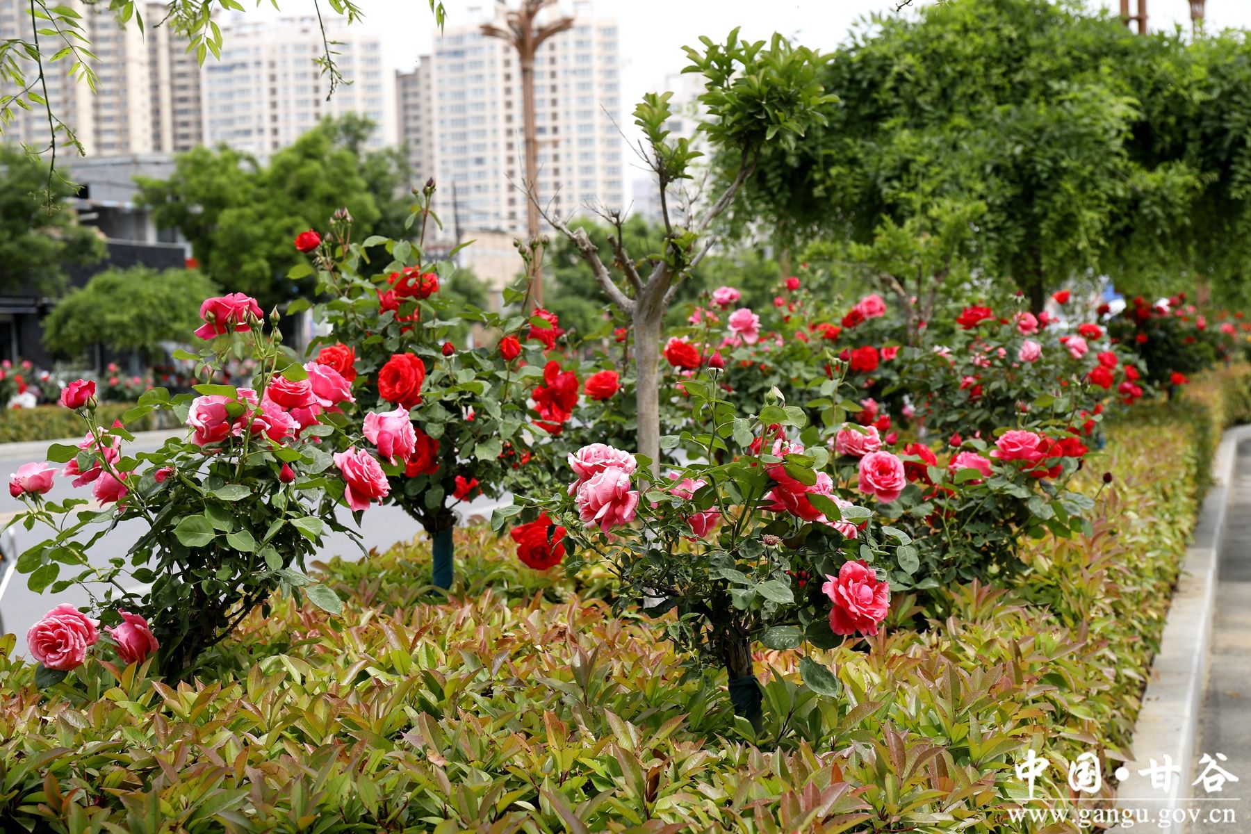 _MG_4225_副本_副本 _MG_4225_副本_副本