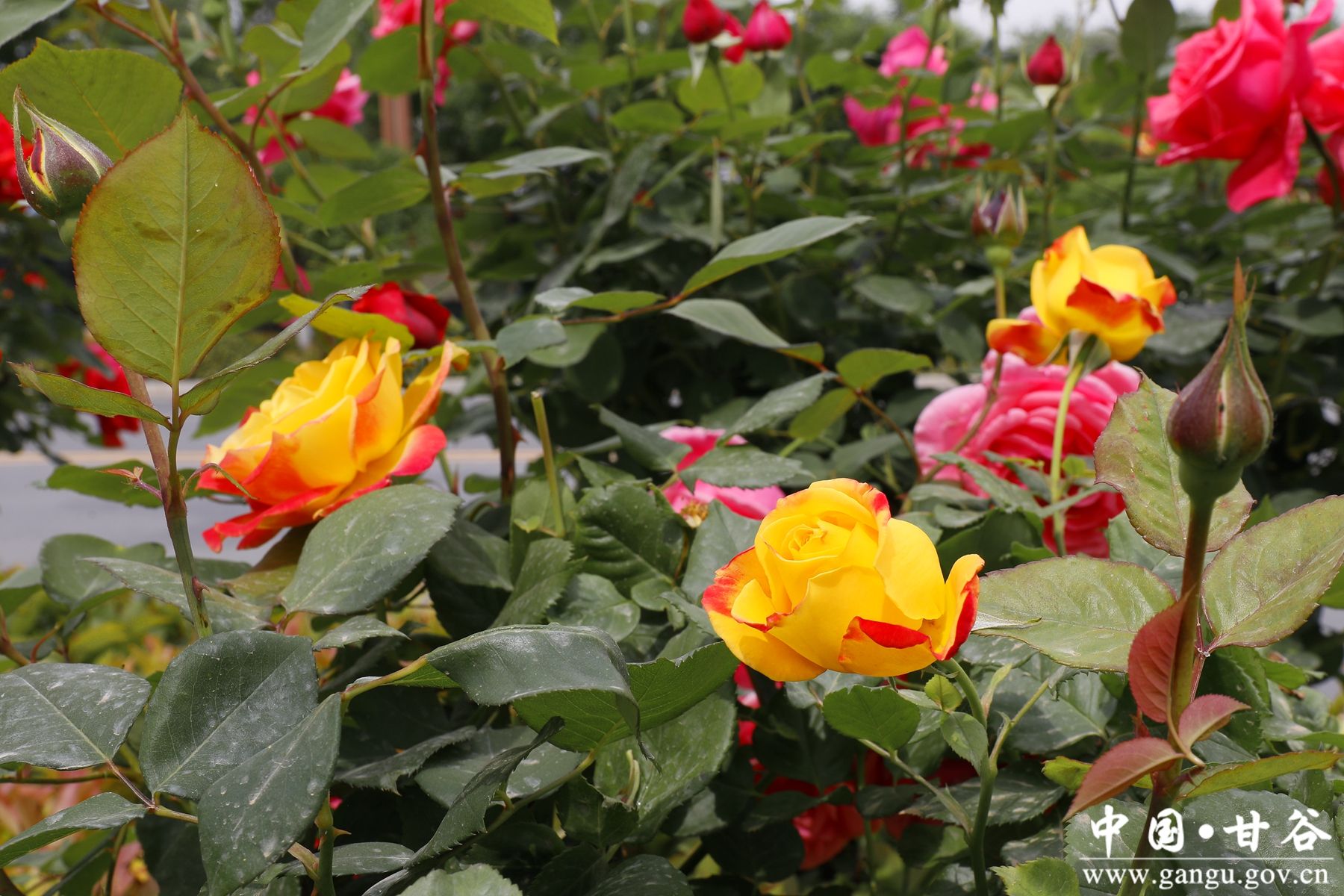 _MG_4176_副本_副本 _MG_4176_副本_副本