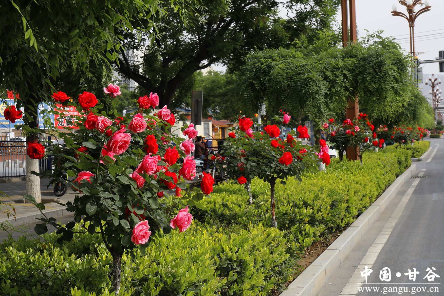 _MG_4046_副本_副本 _MG_4046_副本_副本