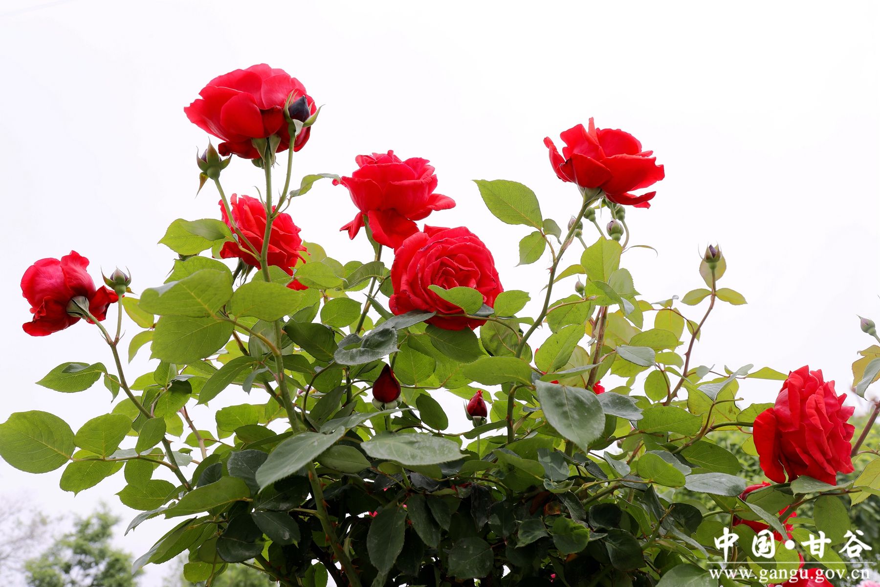 _MG_4207_副本_副本 _MG_4207_副本_副本