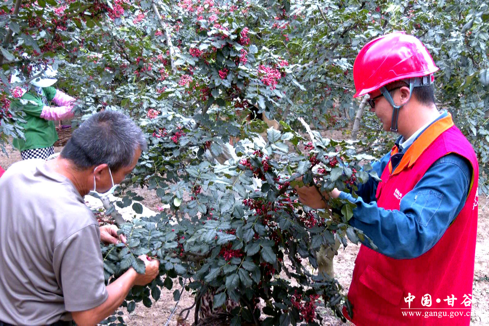 1723001727674021931.jpg 1723001727674021931.jpg