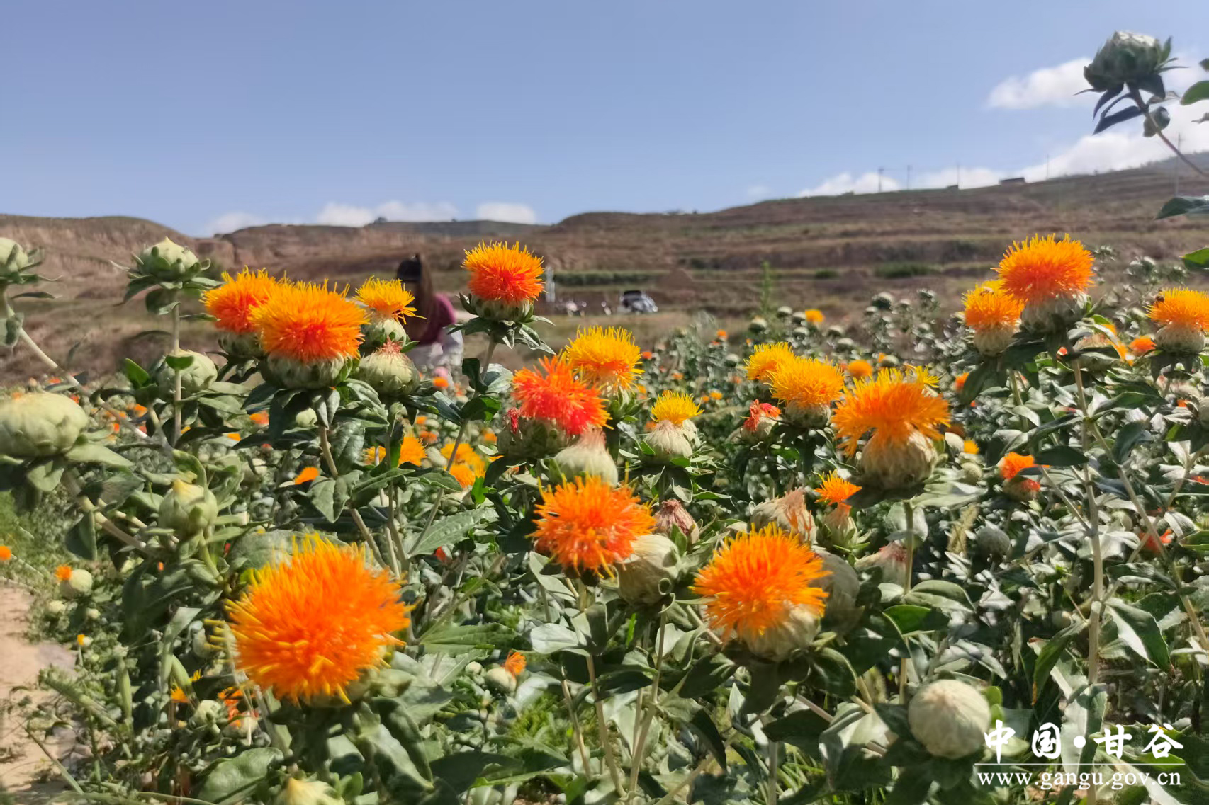 1752120134702057554.jpg 1752120134702057554.jpg