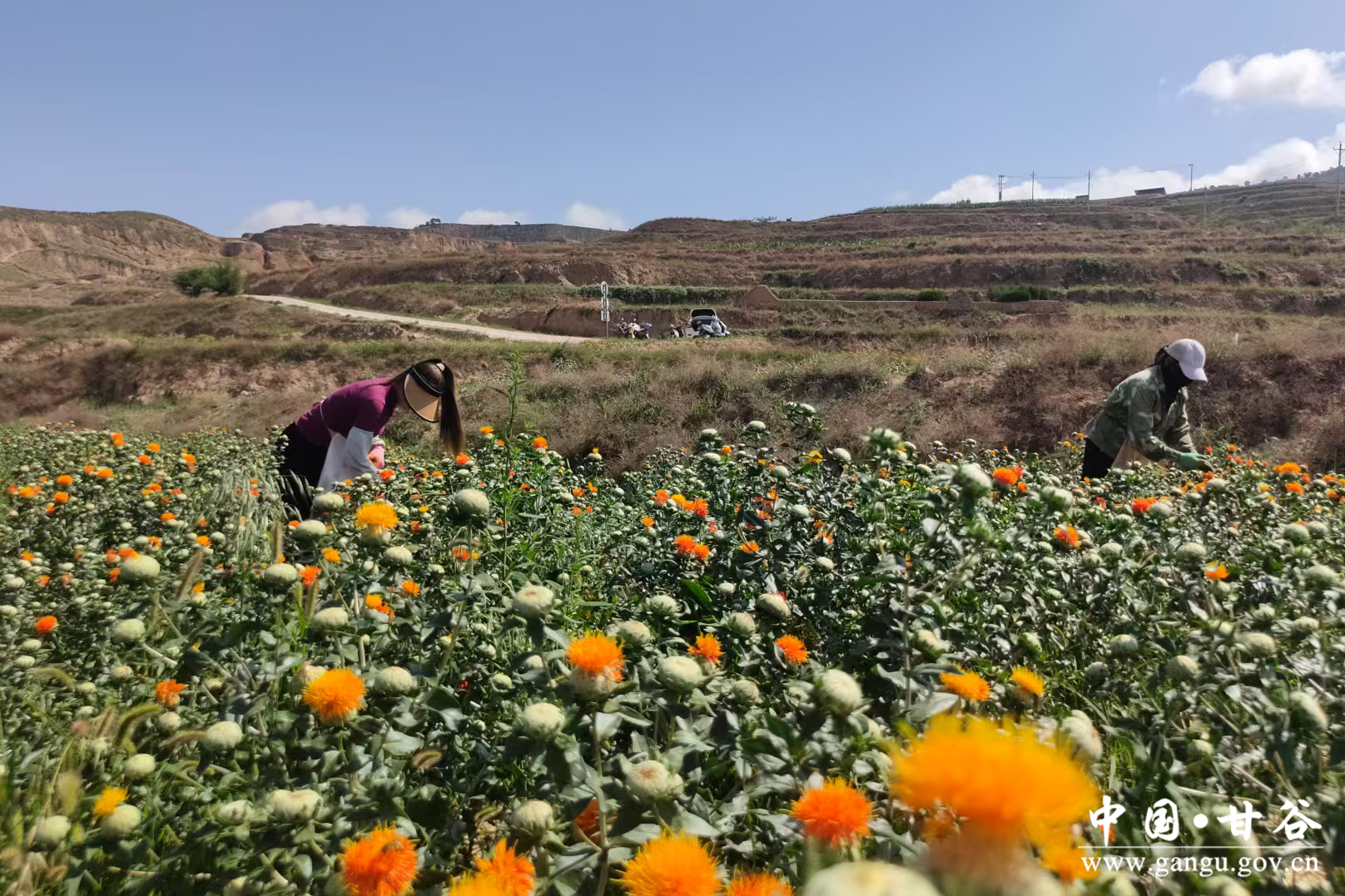 1752120144950038053.jpg 1752120144950038053.jpg