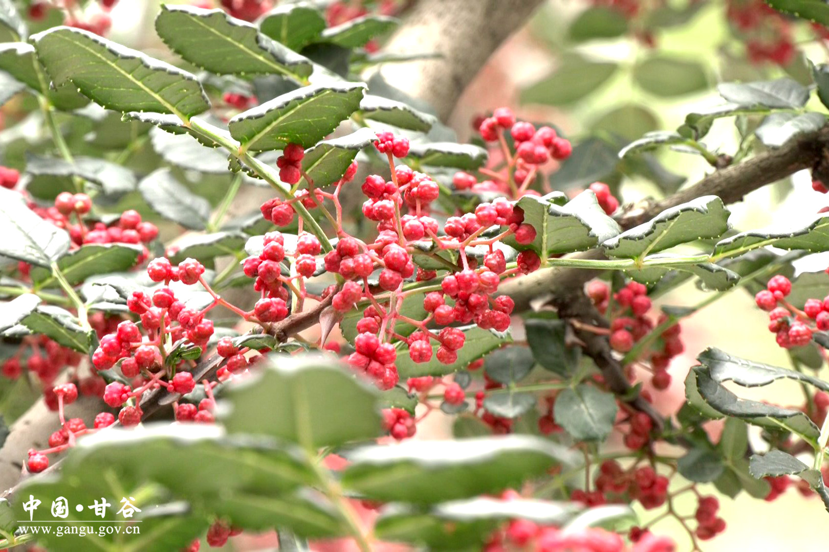 1723001446523052324.jpg 1723001446523052324.jpg