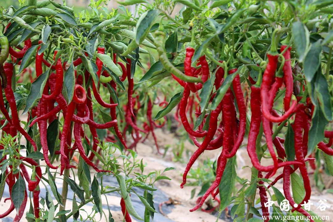 1710585146642037216.jpg 1710585146642037216.jpg