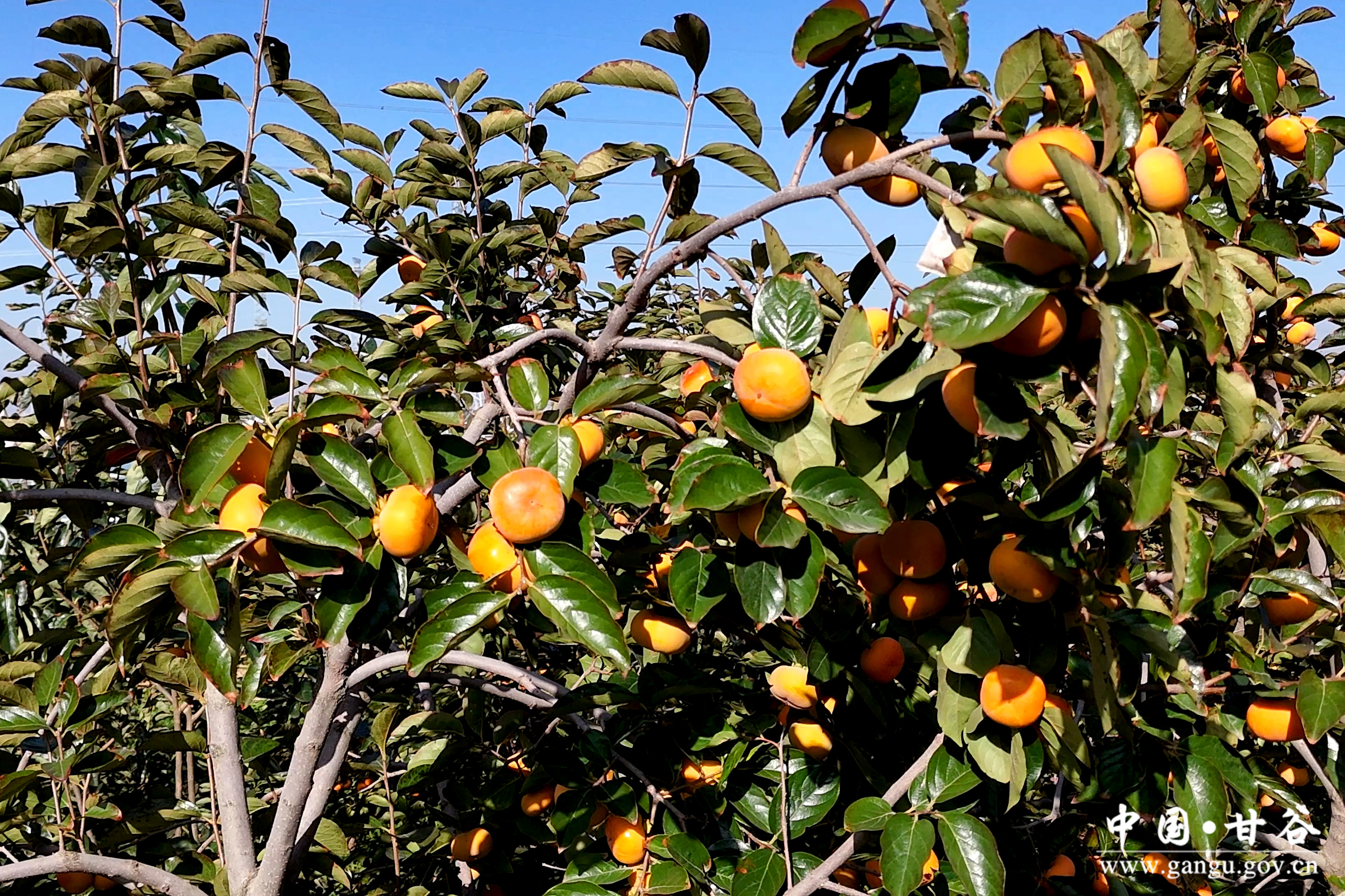 1729649219757071104.jpg 1729649219757071104.jpg